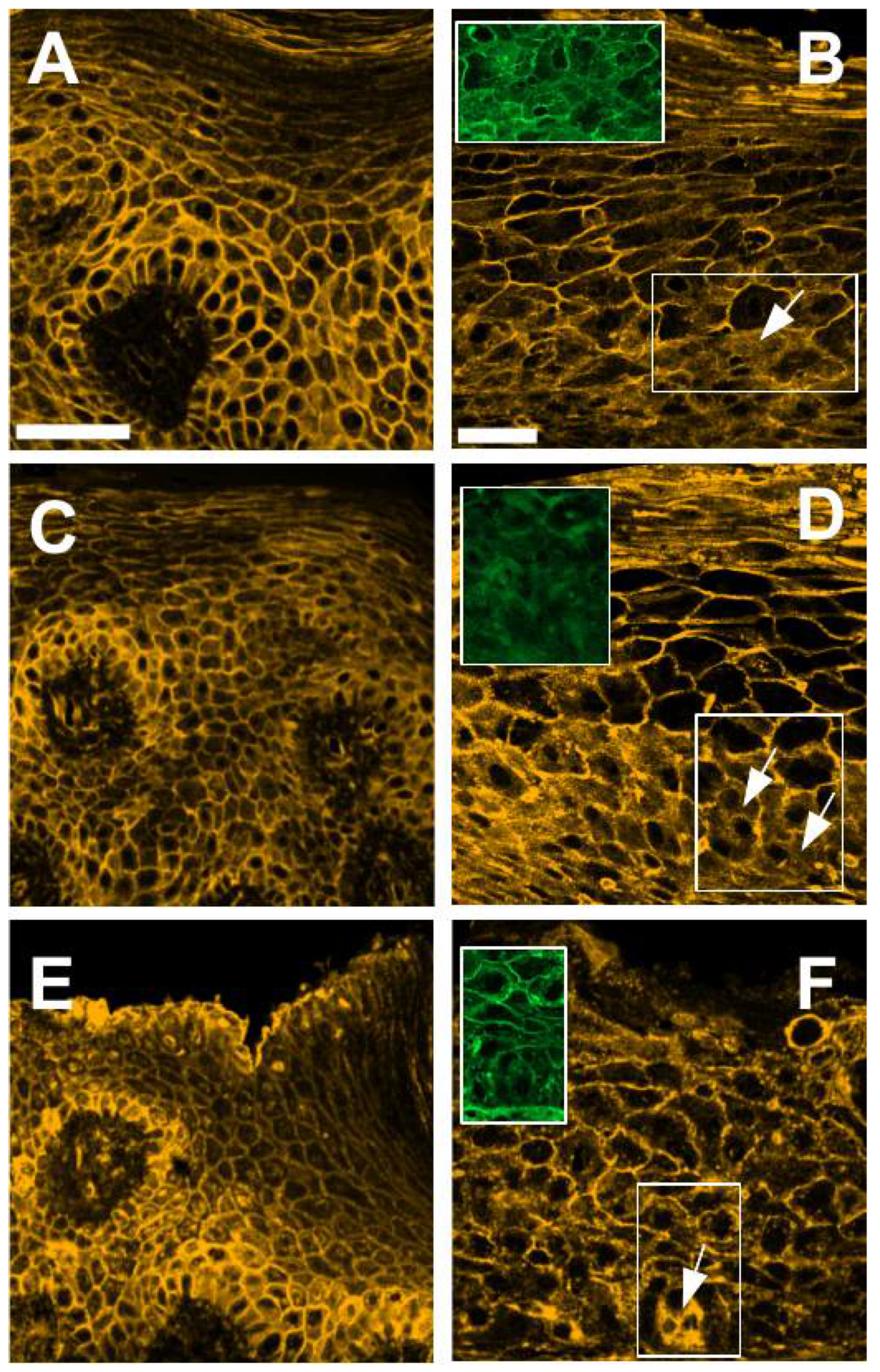 Cells 10 02466 g004
