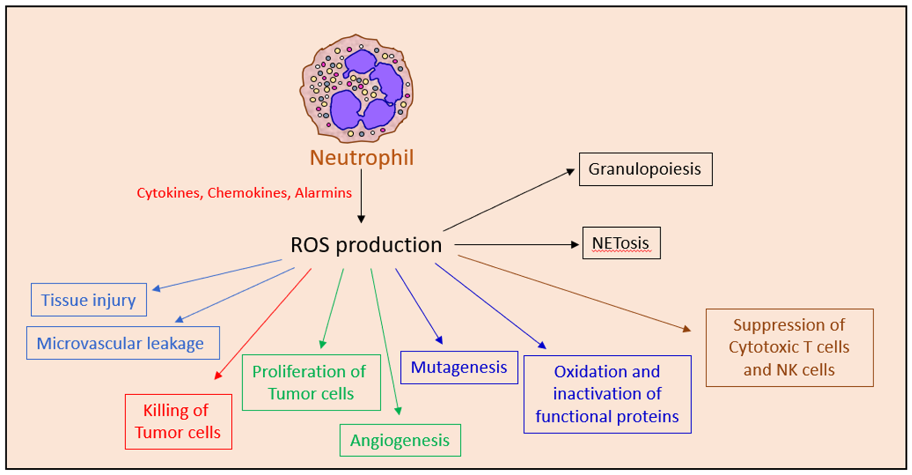 Cells | Free Full-Text | Leveling Up the Controversial Role of Neutrophils  in Cancer: When the Complexity Becomes Entangled | HTML