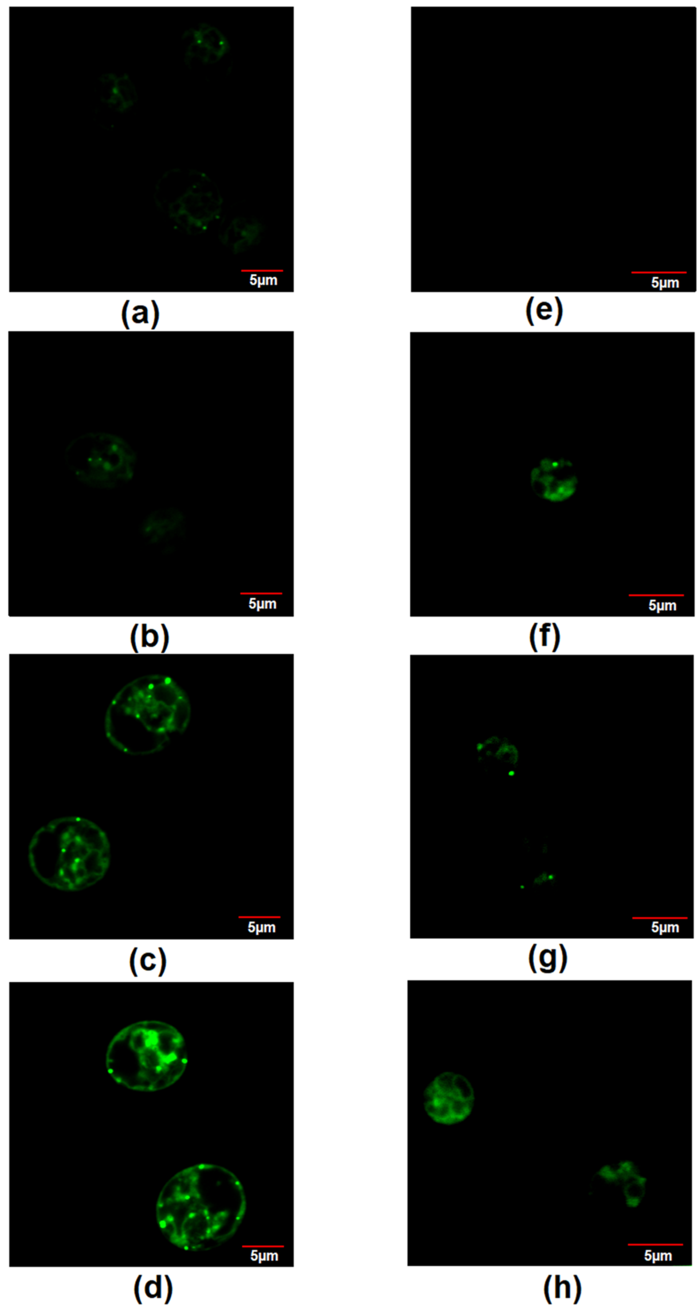 Cells 10 02490 g008 Cells 10 02490 g008