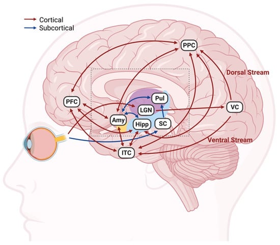 Effects of electrical muscle stimulation on cerebral blood flow