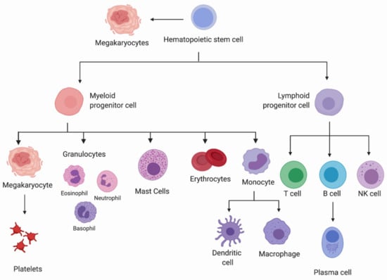 Cells | Free Full-Text | Sphingolipids in Hematopoiesis: Exploring Their  Role in Lineage Commitment | HTML
