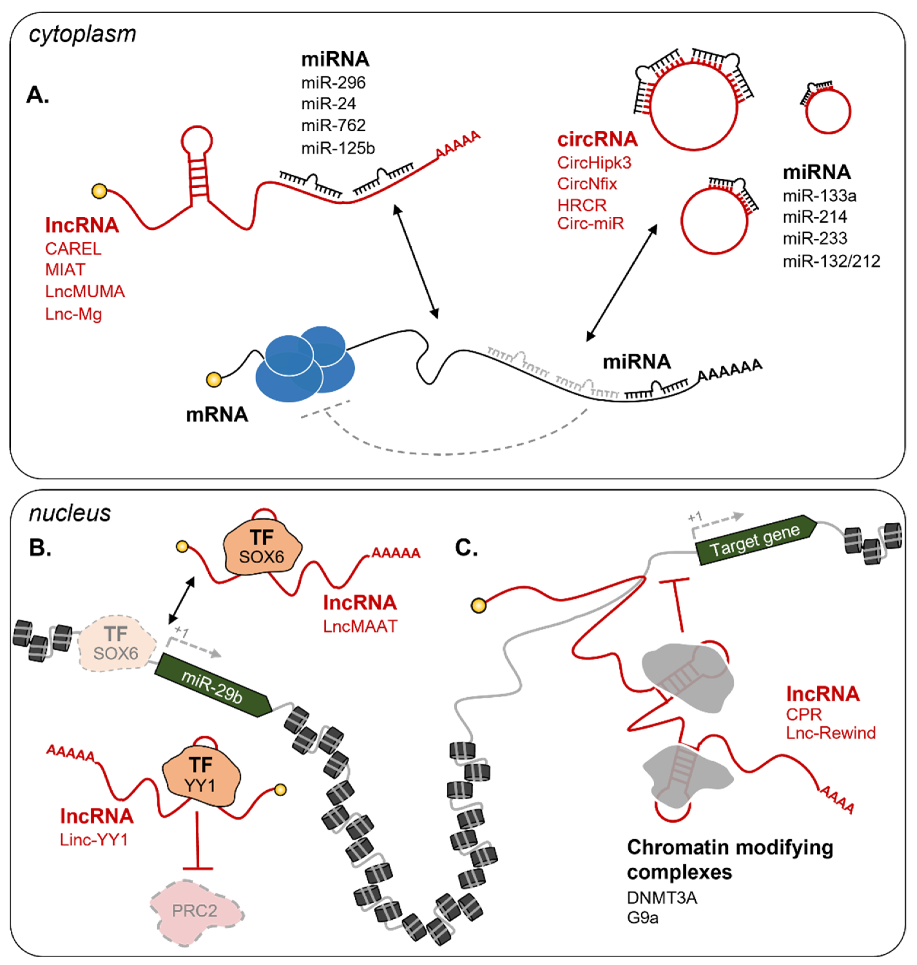 Cells | Free Full-Text | Muscle Regeneration and RNA: New Perspectives ...