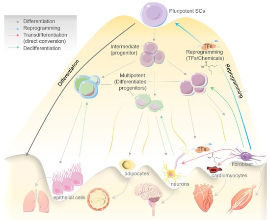 Innovative approach brings cell-reprogramming therapy for heart failure  closer to reality