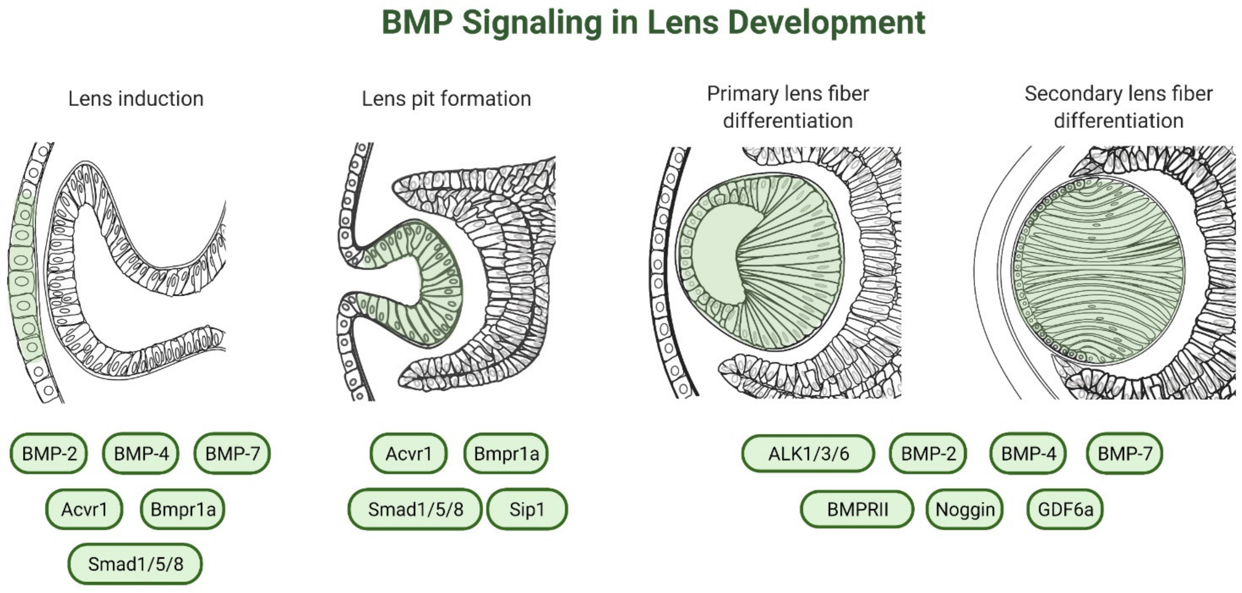 Cells 10 02604 g003 Cells 10 02604 g003