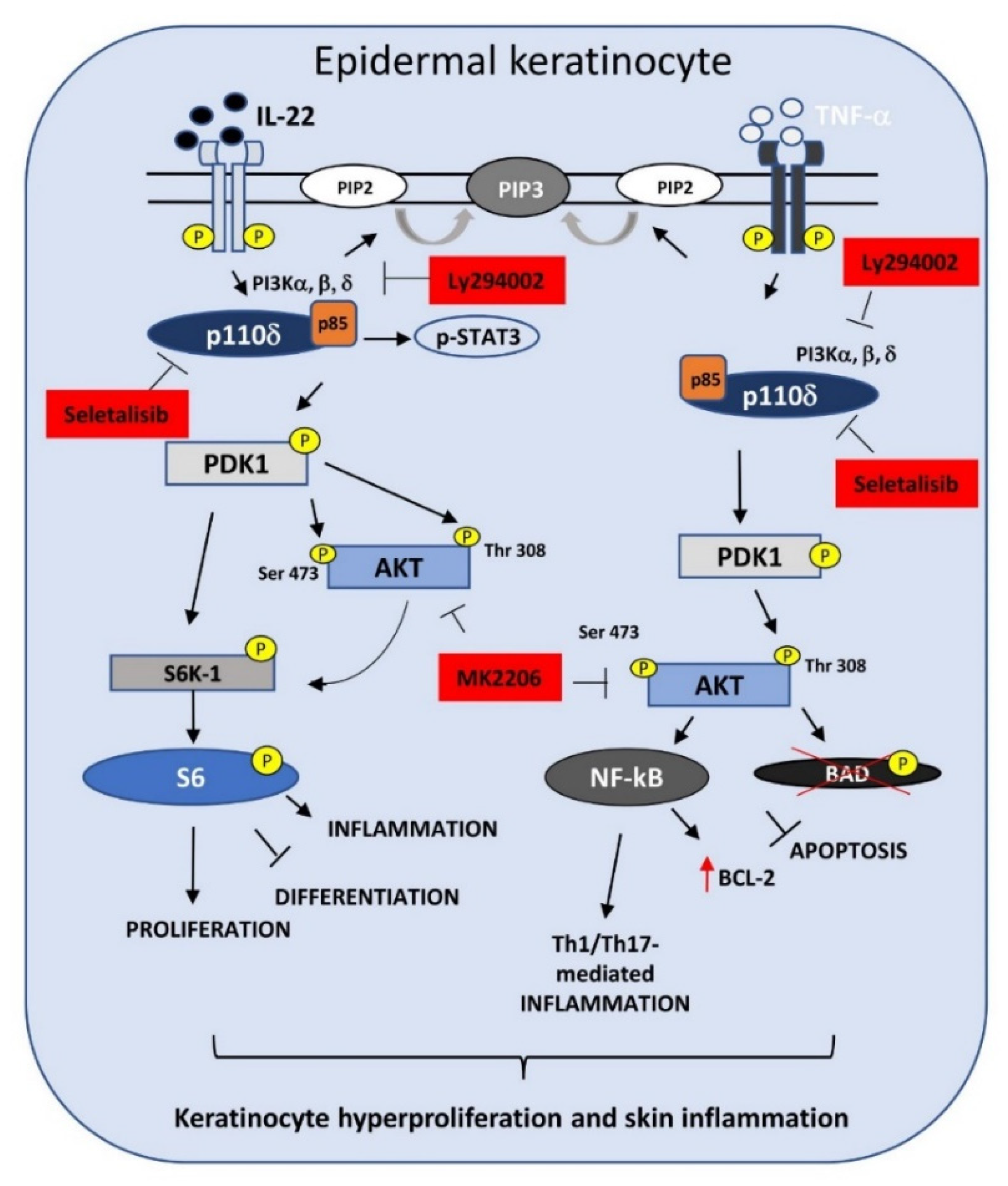 Cells | Free Full-Text | PI3Kδ Sustains Keratinocyte Hyperproliferation and  Epithelial Inflammation: Implications for a Topically Druggable Target in  Psoriasis