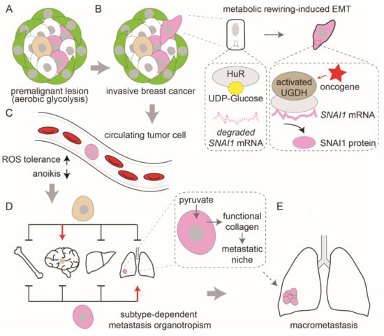 Metabolic Stress Adaptations Underlie Mammary Gland Morphogenesis and ...