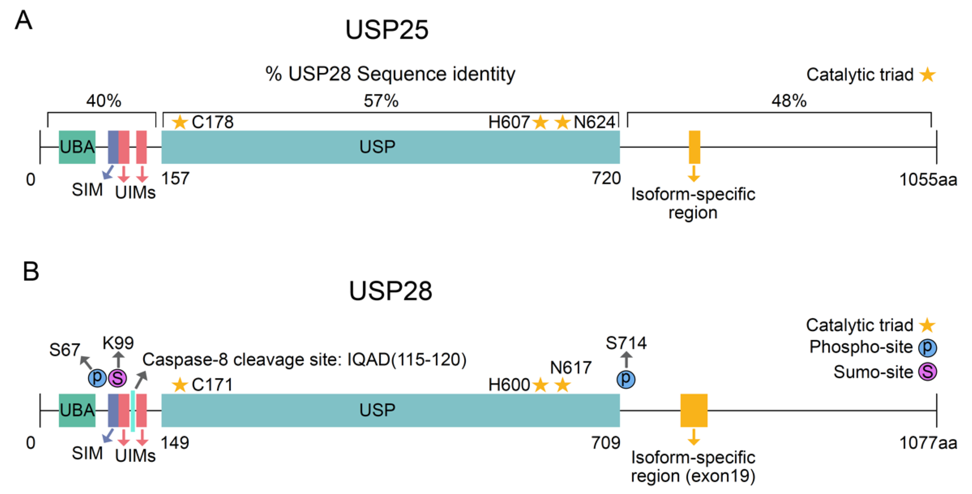 Cells | Free Full-Text | USP28: Oncogene or Tumor Suppressor? A Unifying  Paradigm for Squamous Cell Carcinoma