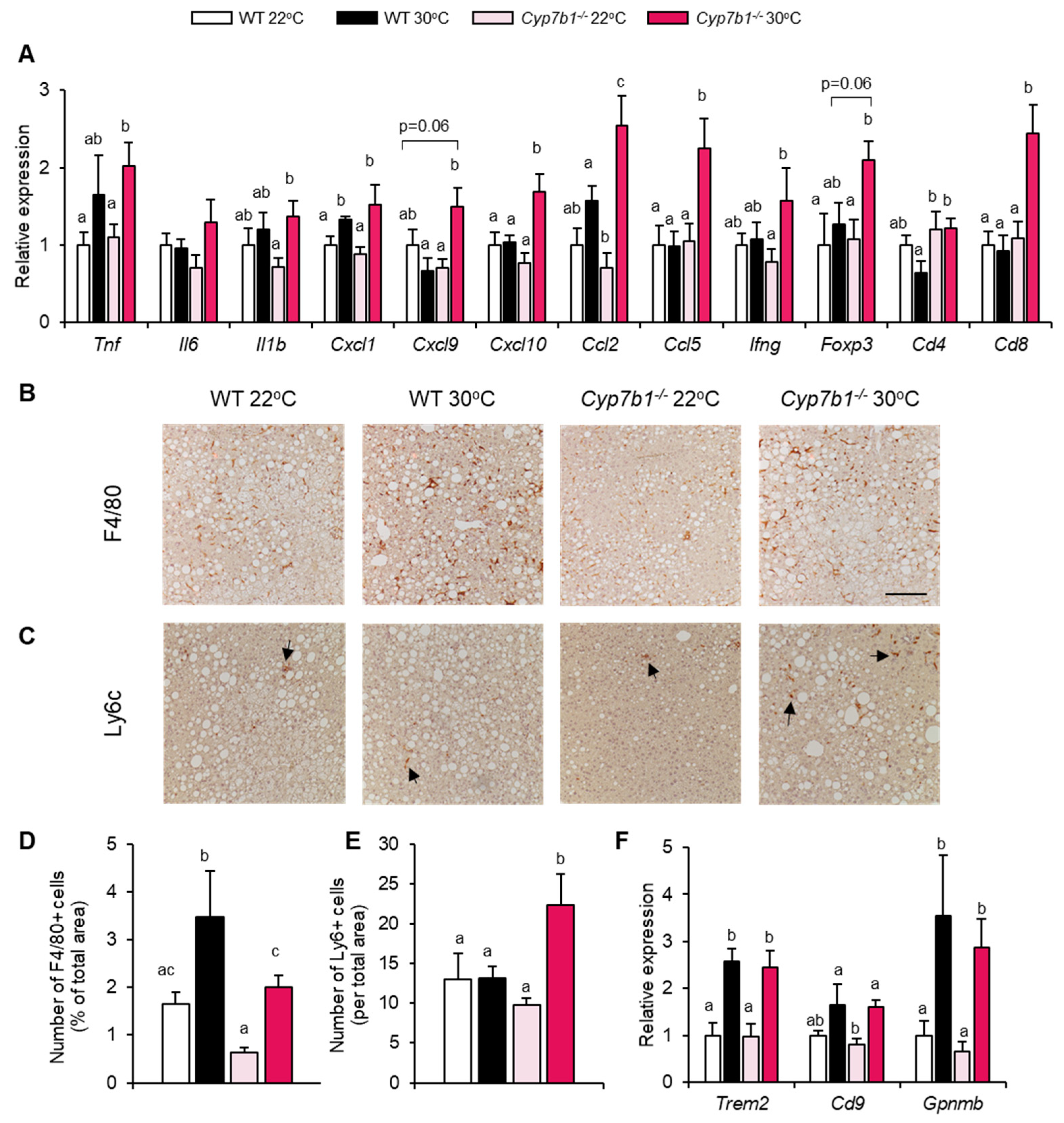 Cells | Free Full-Text | Oxysterol 7-α Hydroxylase (CYP7B1) Attenuates  Metabolic-Associated Fatty Liver Disease in Mice at Thermoneutrality