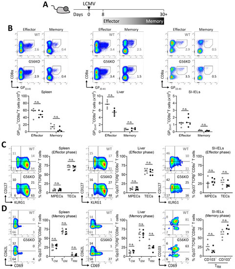 Cells | Free Full-Text | The Inhibitory Receptor GPR56 (Adgrg1) Is ...