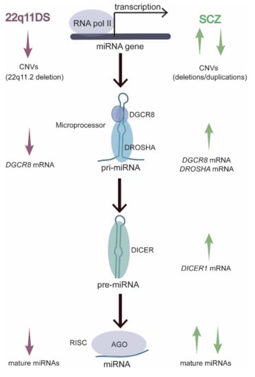 Cells | Free Full-Text | MicroRNAs in the Onset of Schizophrenia | HTML