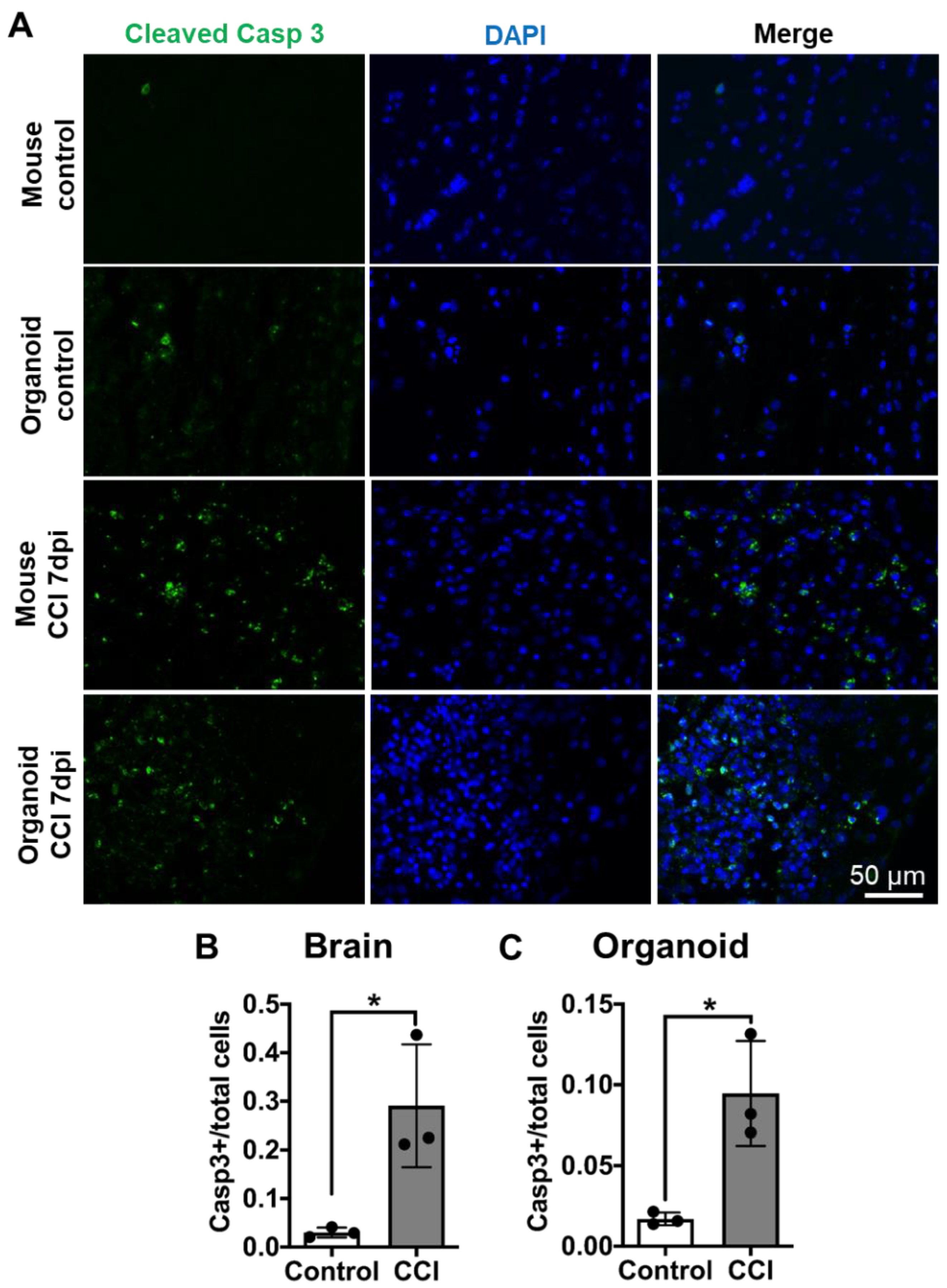 Cells 10 02683 g005 Cells 10 02683 g005