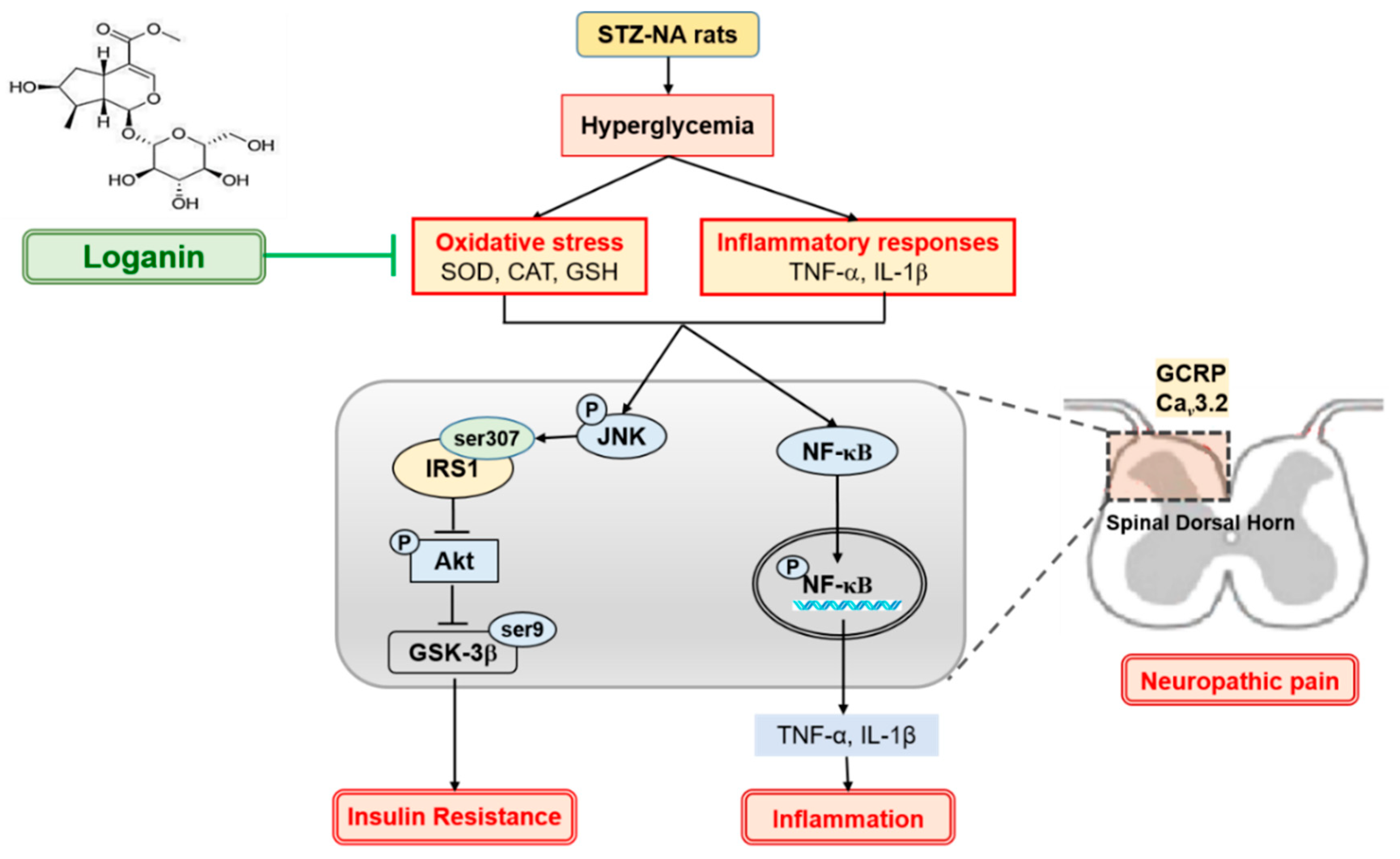 Cells | Free Full-Text | Loganin Ameliorates Painful Diabetic