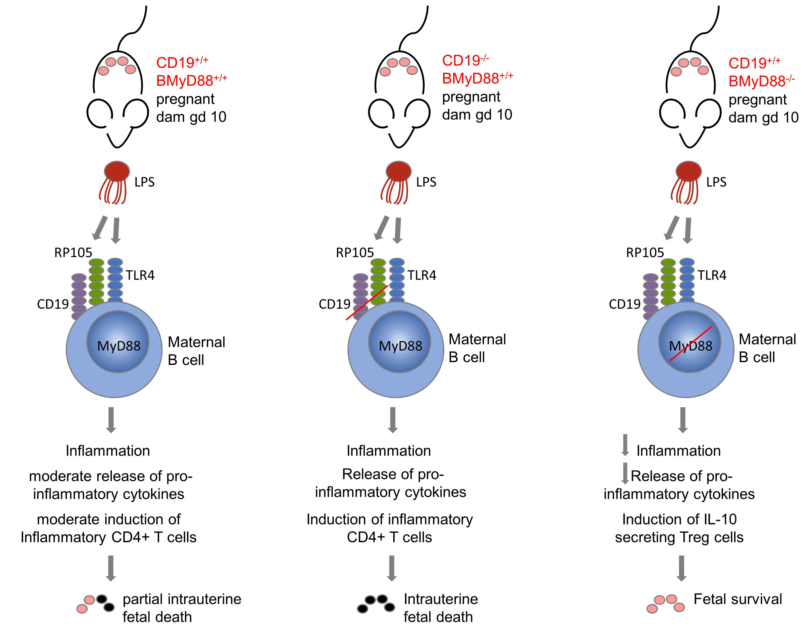 Cells | Free Full-Text | Maternal B Cell-Intrinsic MyD88 Signaling Mediates  LPS-Driven Intrauterine Fetal Death | HTML