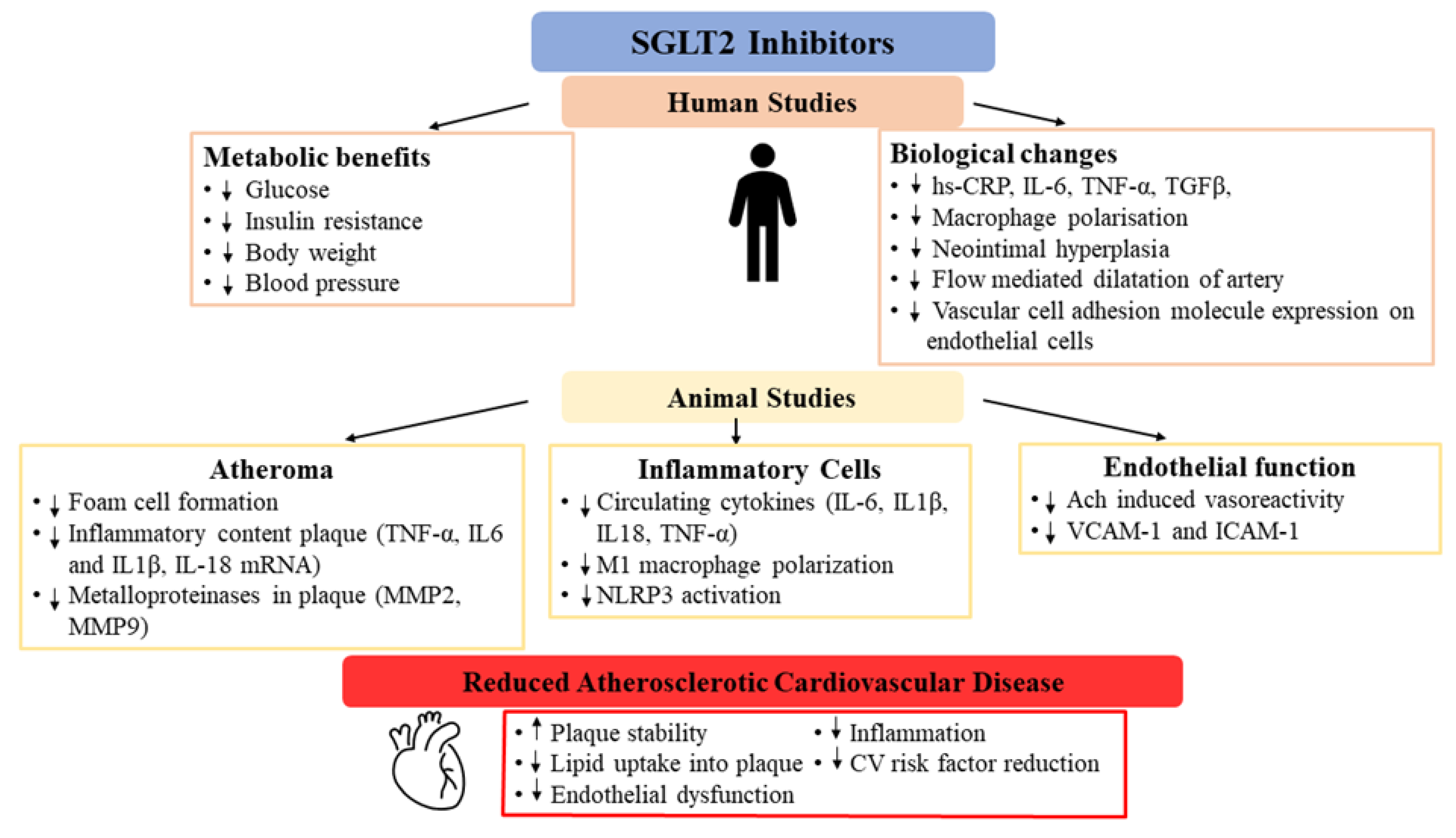 Cells | Free Full-Text | The Role of Sodium Glucose Cotransporter-2 ...