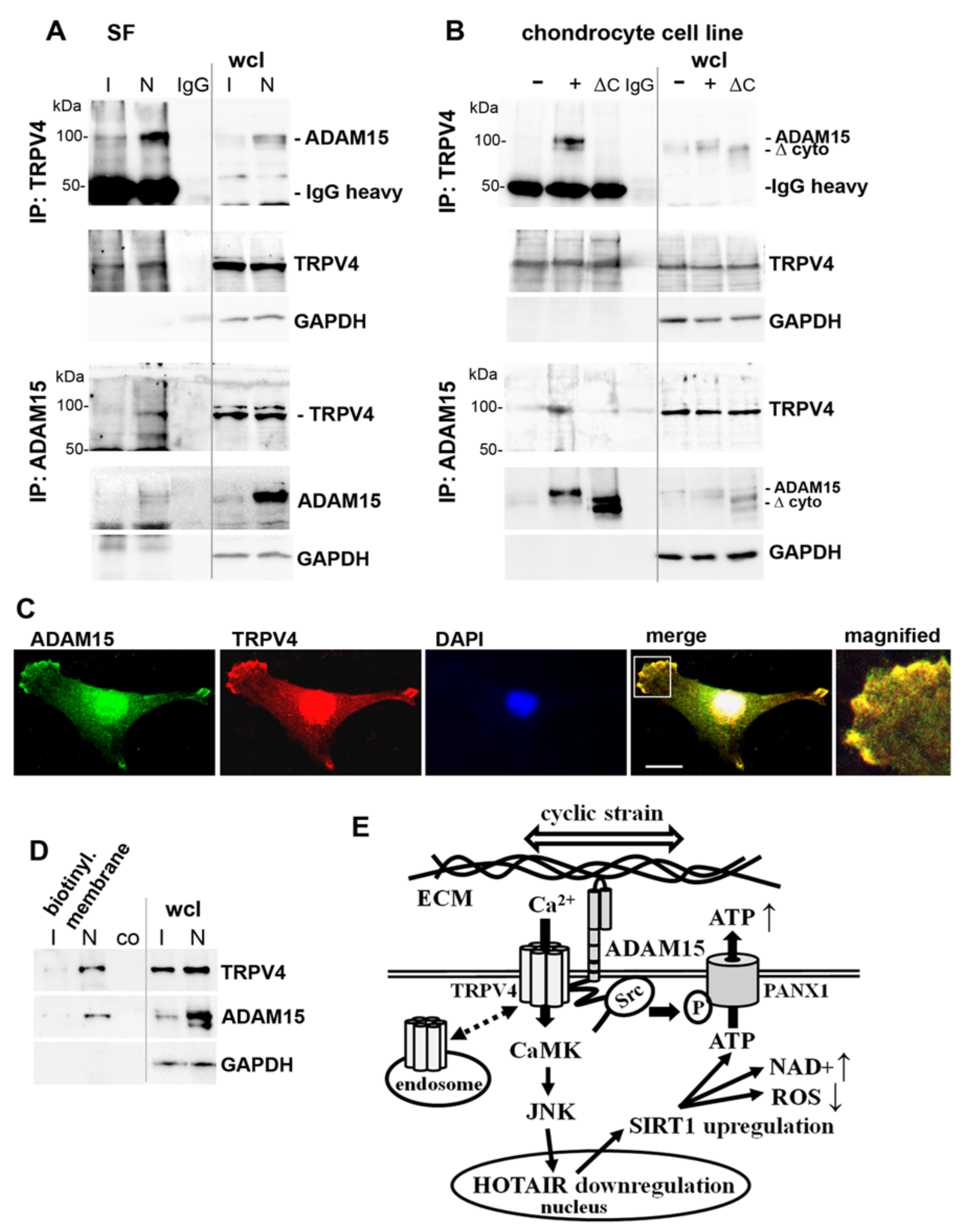 Cells 10 02705 g008 Cells 10 02705 g008