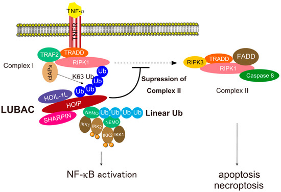 Cells | Free Full-Text | Biochemistry, Pathophysiology, and Regulation of  Linear Ubiquitination: Intricate Regulation by Coordinated Functions of the  Associated Ligase and Deubiquitinase | HTML