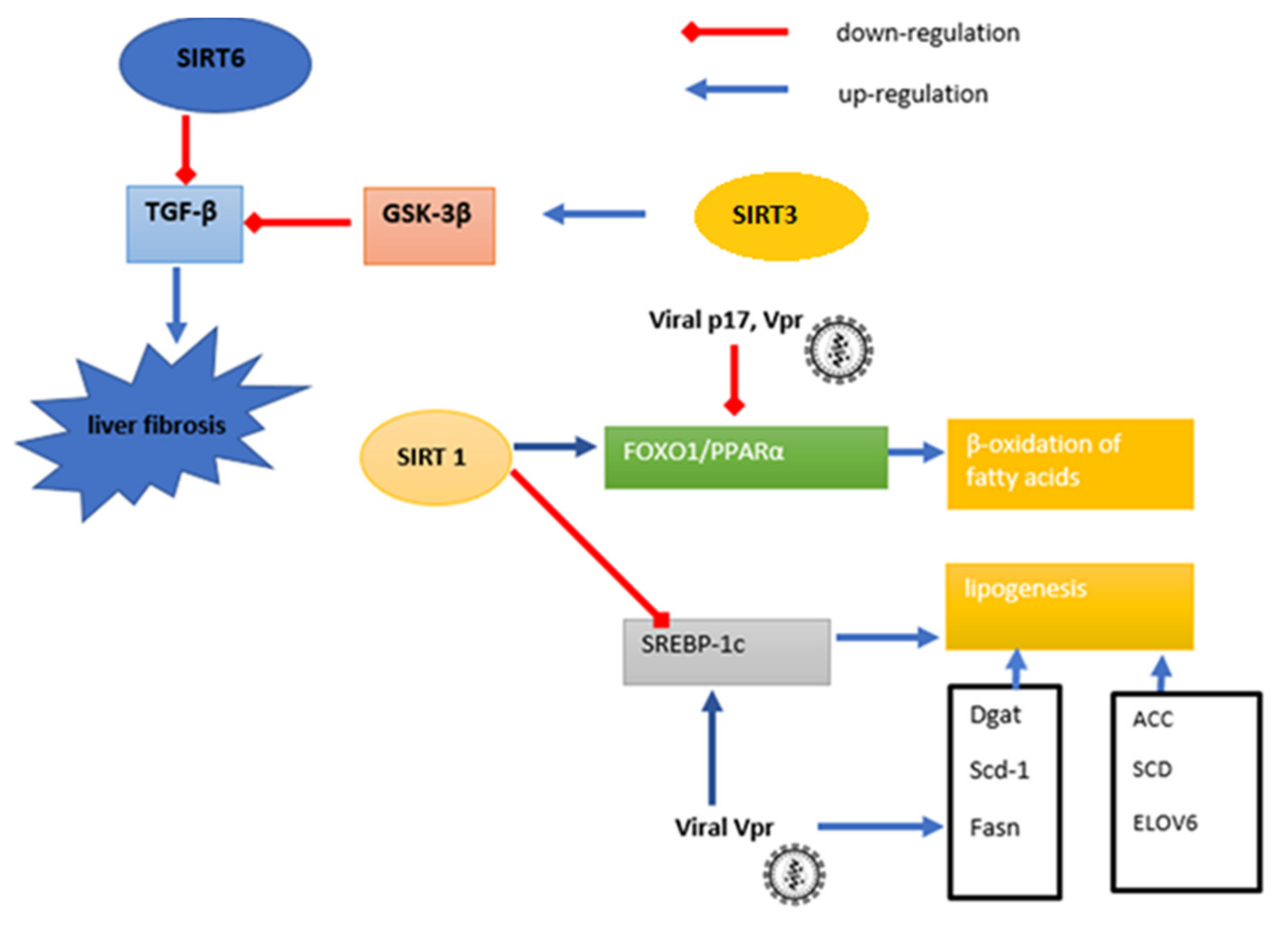 Cells 10 02739 g002 Cells 10 02739 g002