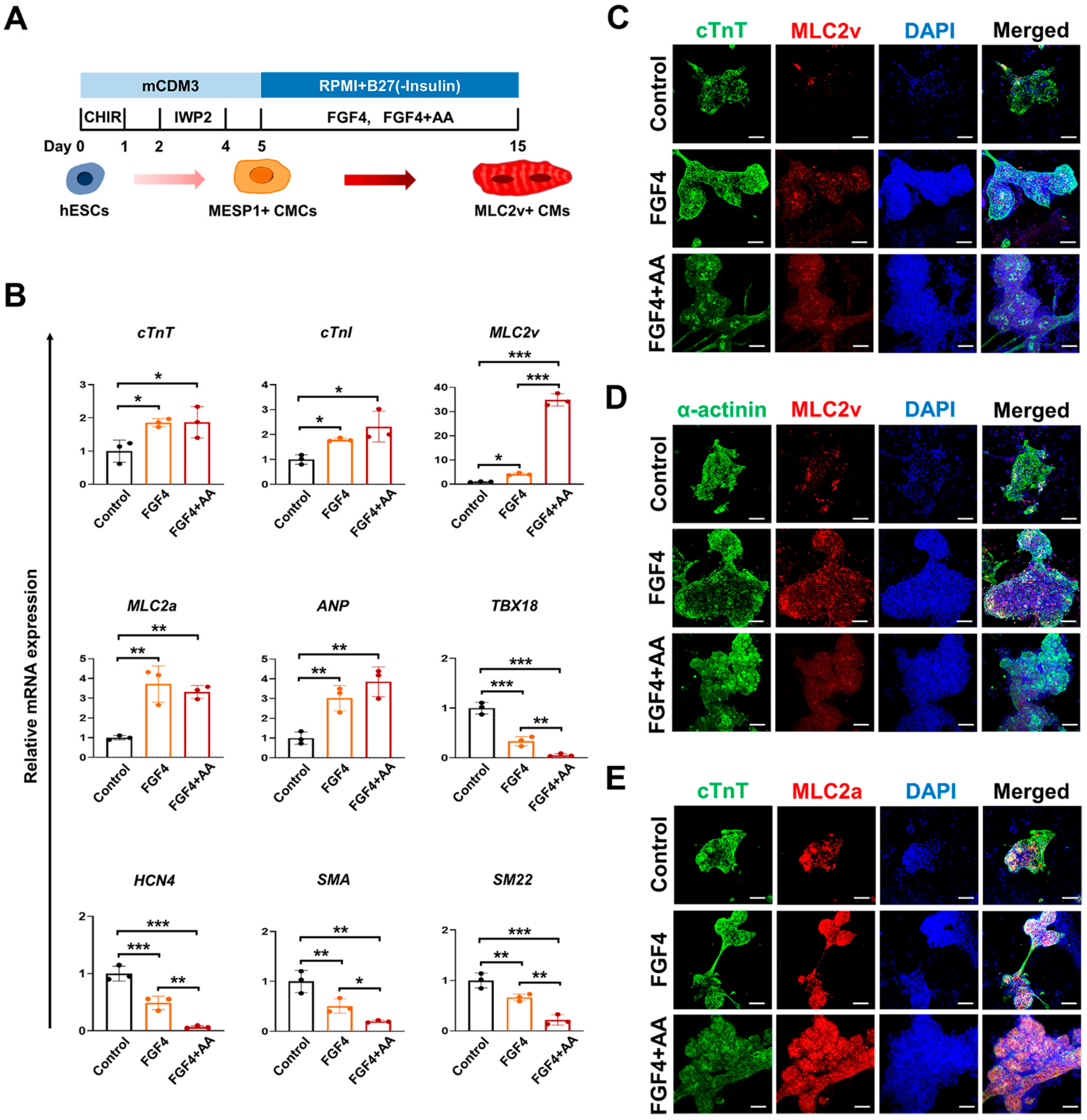 Cells 10 02741 g001
