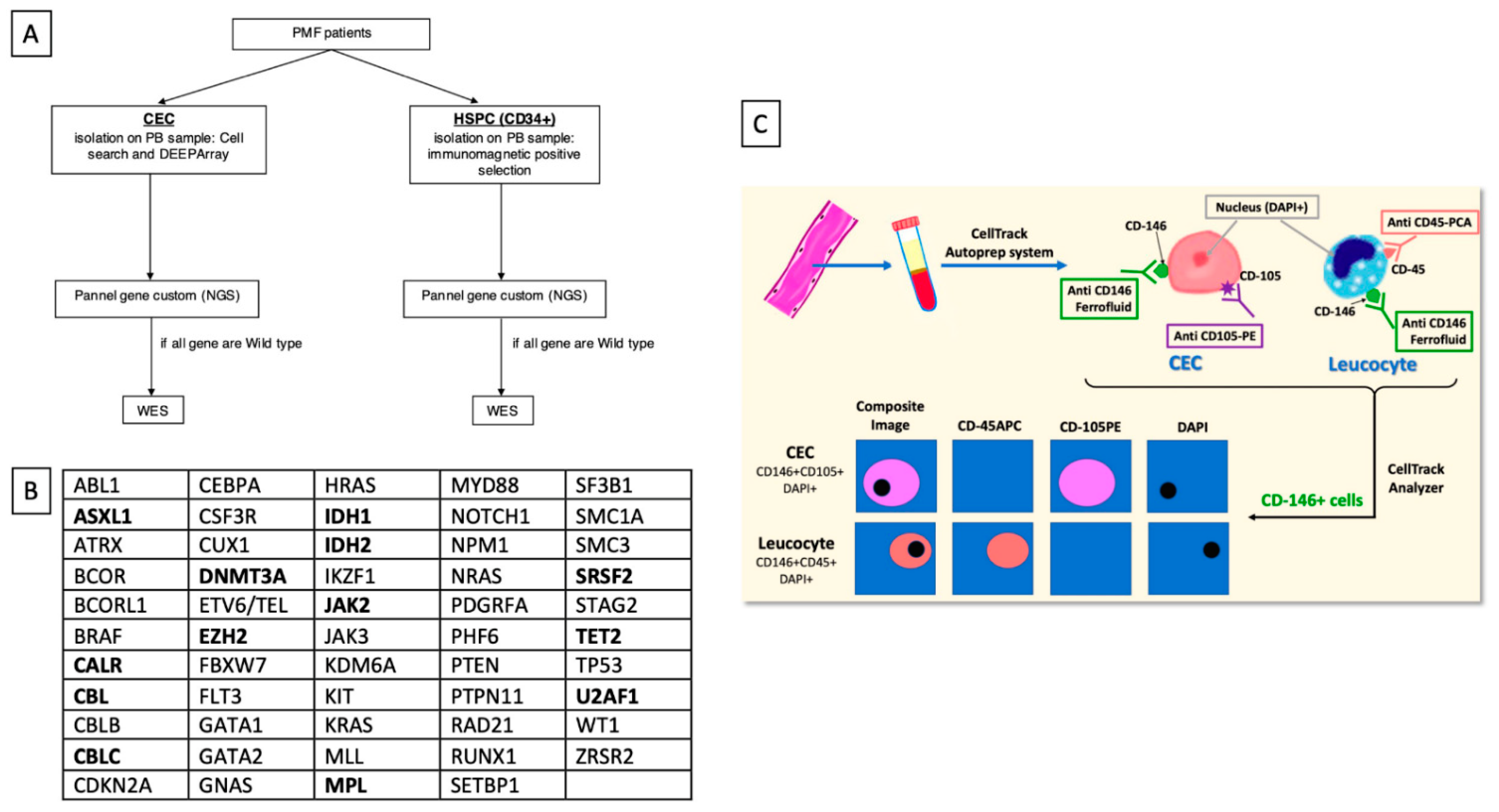 Cells | Free Full-Text | Comparative Mutational Profiling of Hematopoietic  Progenitor Cells and Circulating Endothelial Cells (CECs) in Patients with  Primary Myelofibrosis