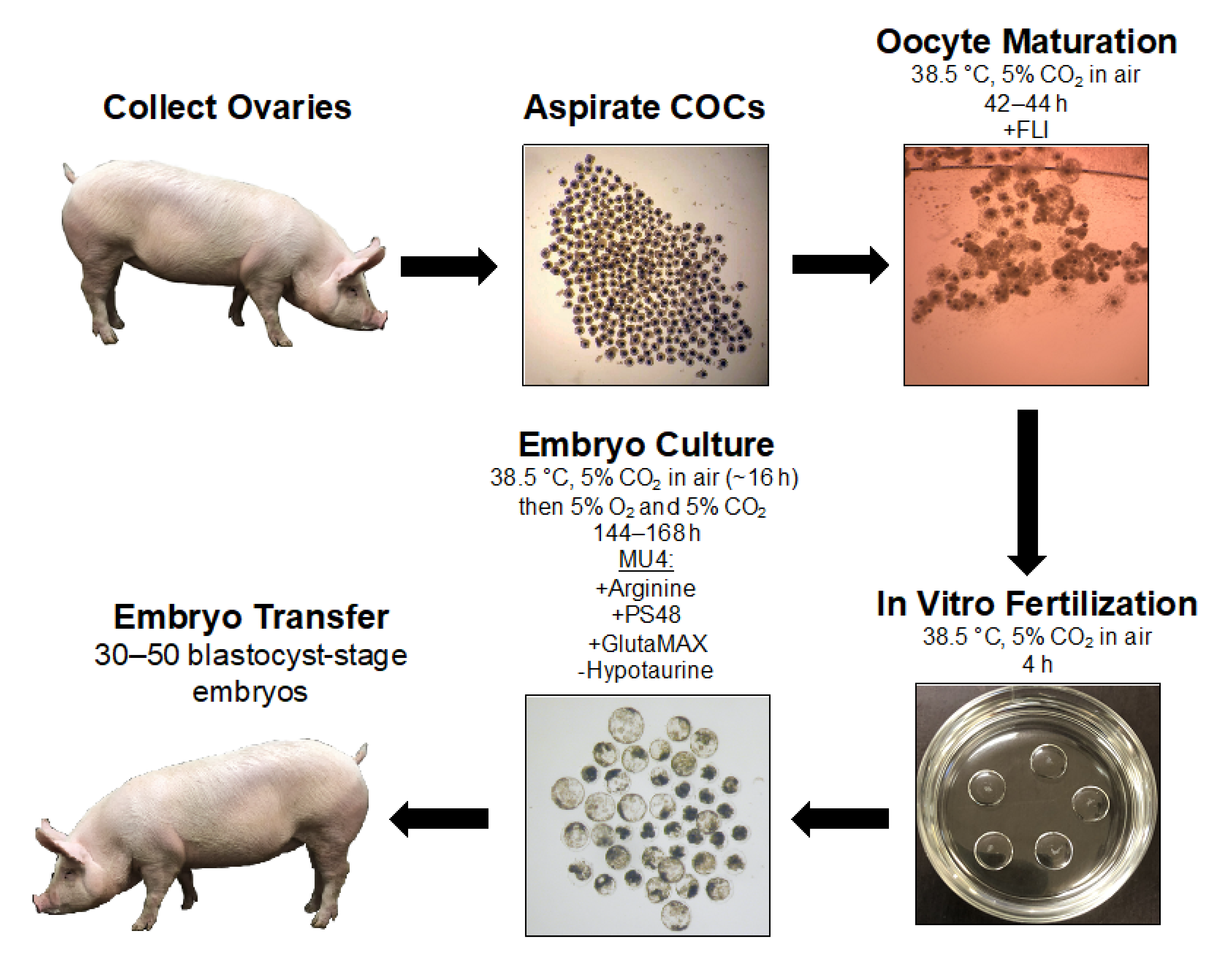 Cells | Free Full-Text | Challenges and Considerations during In Vitro  Production of Porcine Embryos