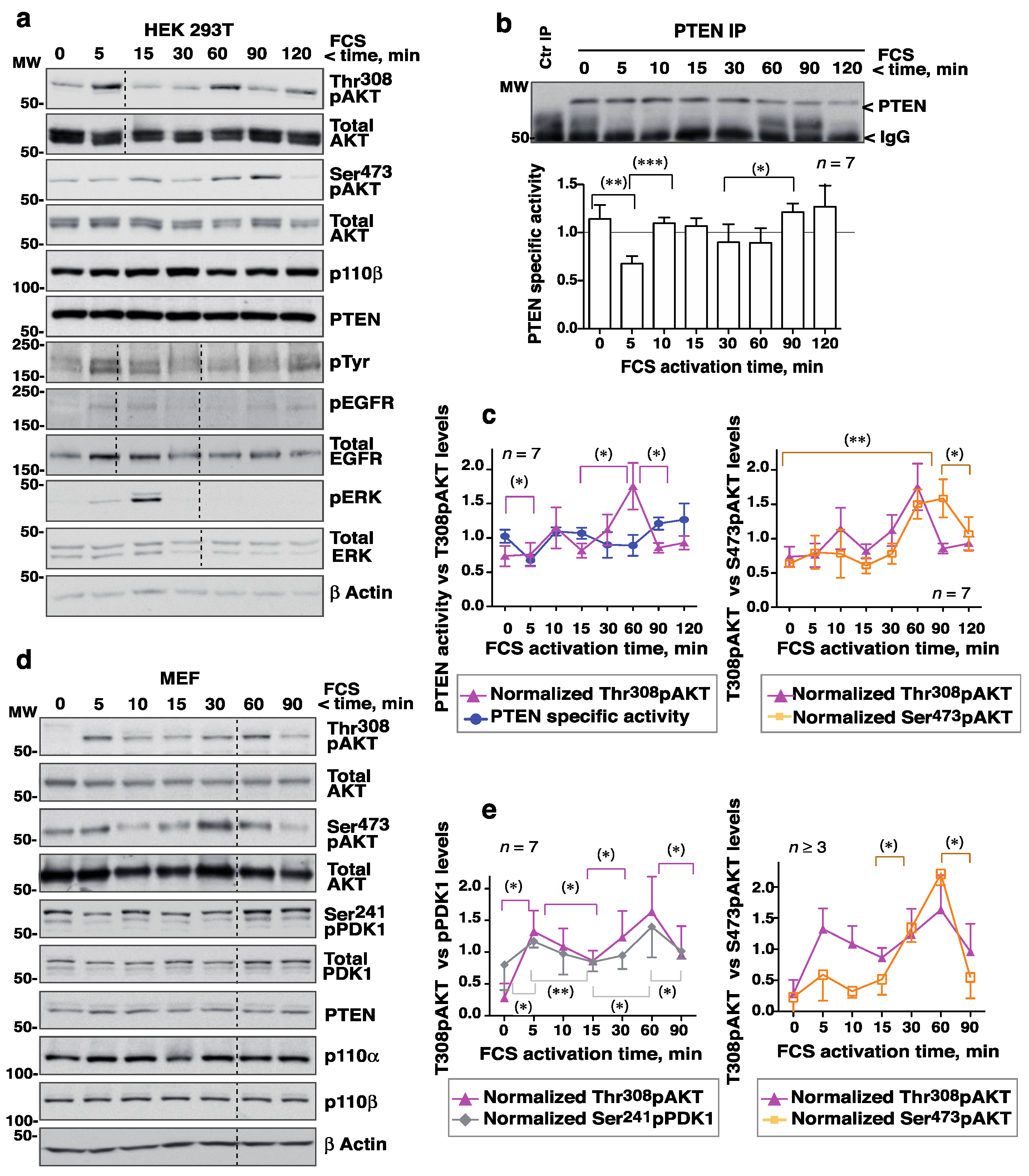 Cells Free Full Text Fluctuations In Akt And Pten Activity Are Linked By The E3 Ubiquitin Ligase Ccbl Html