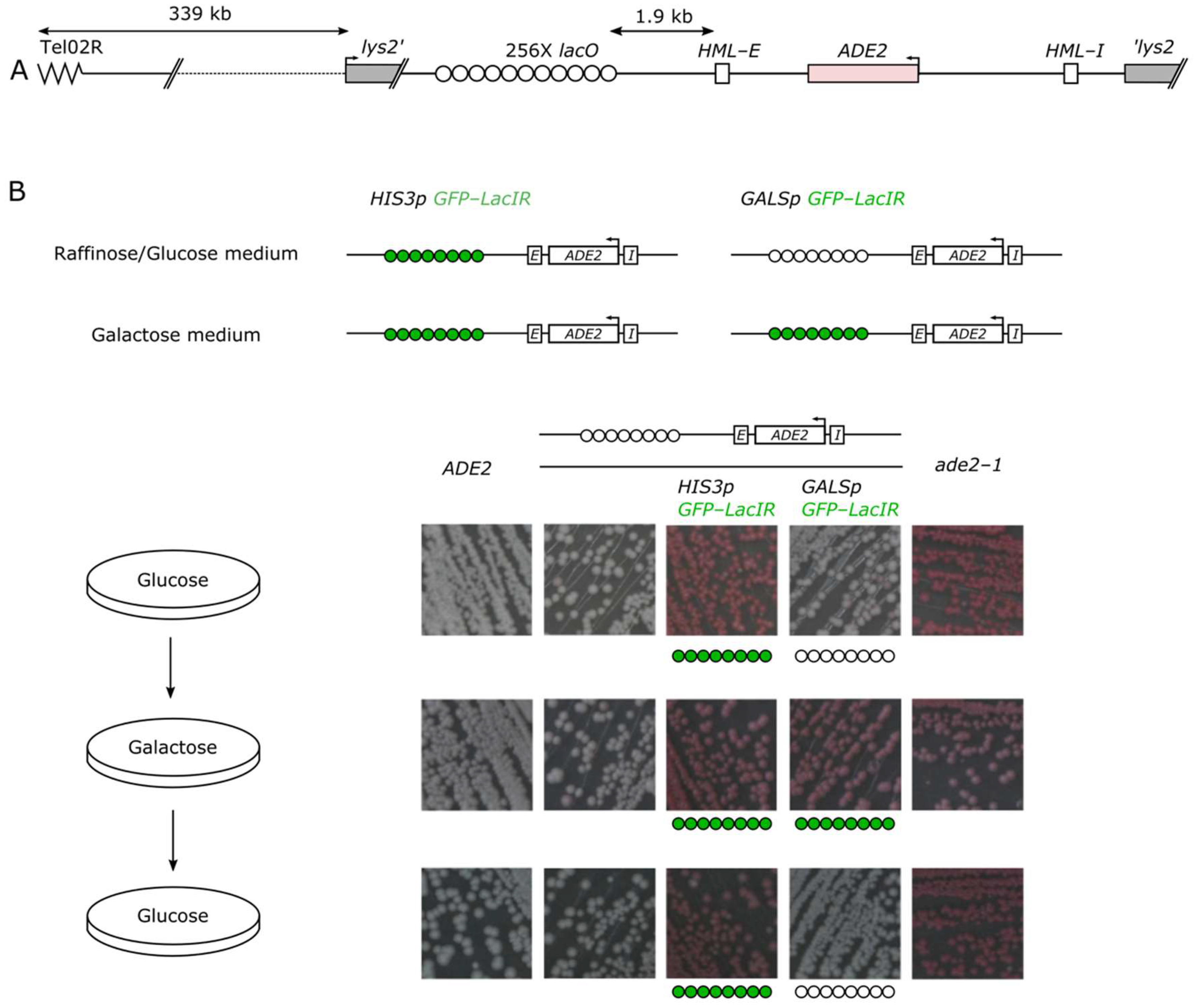 Cells 10 02810 g001 Cells 10 02810 g001