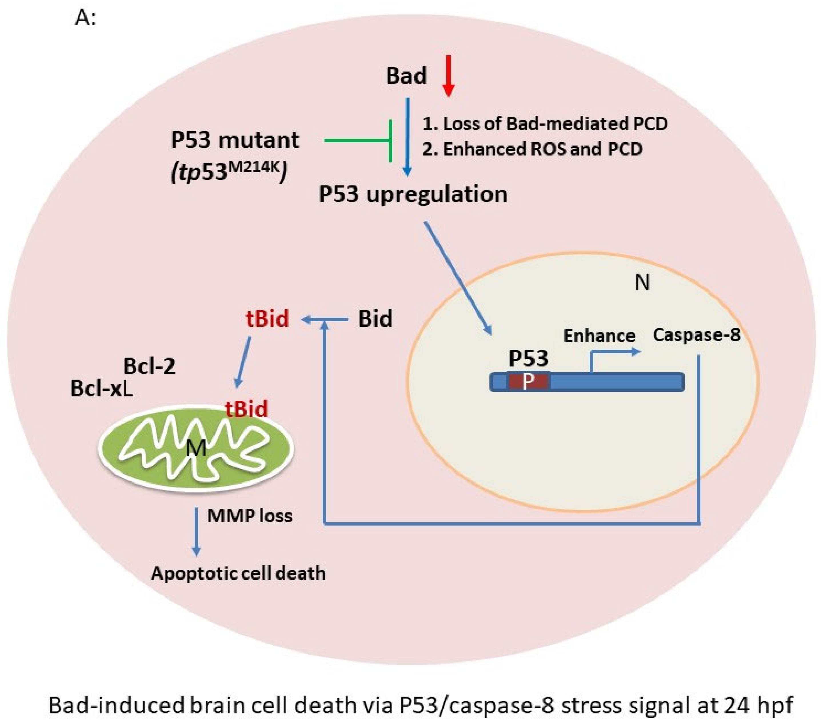 Cells 10 02820 g004a