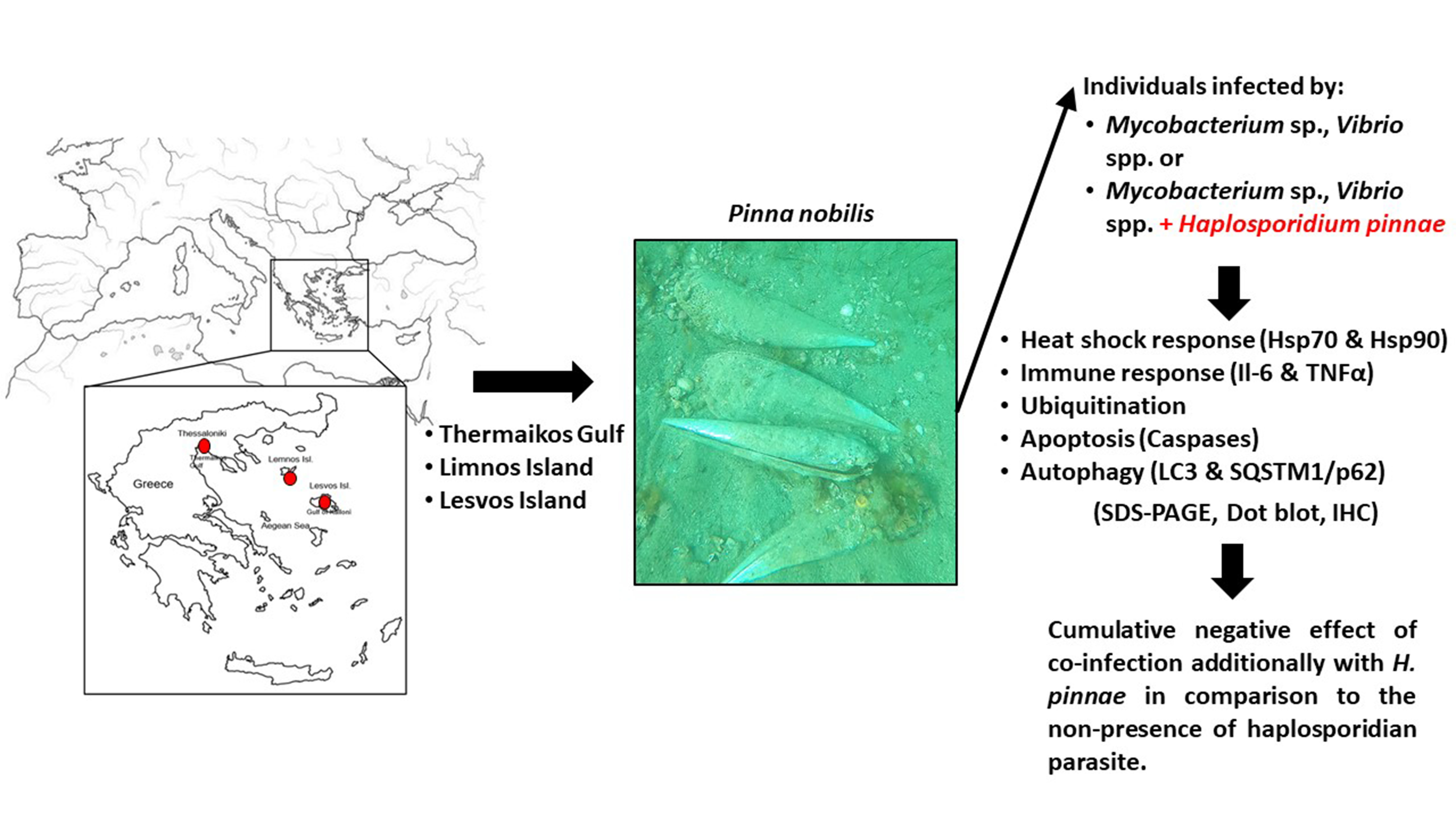 Cells Free Full Text Pathophysiological Responses Of Pinna Nobilis Individuals Enlightens The Etiology Of Mass Mortality Situation In The Mediterranean Populations Html