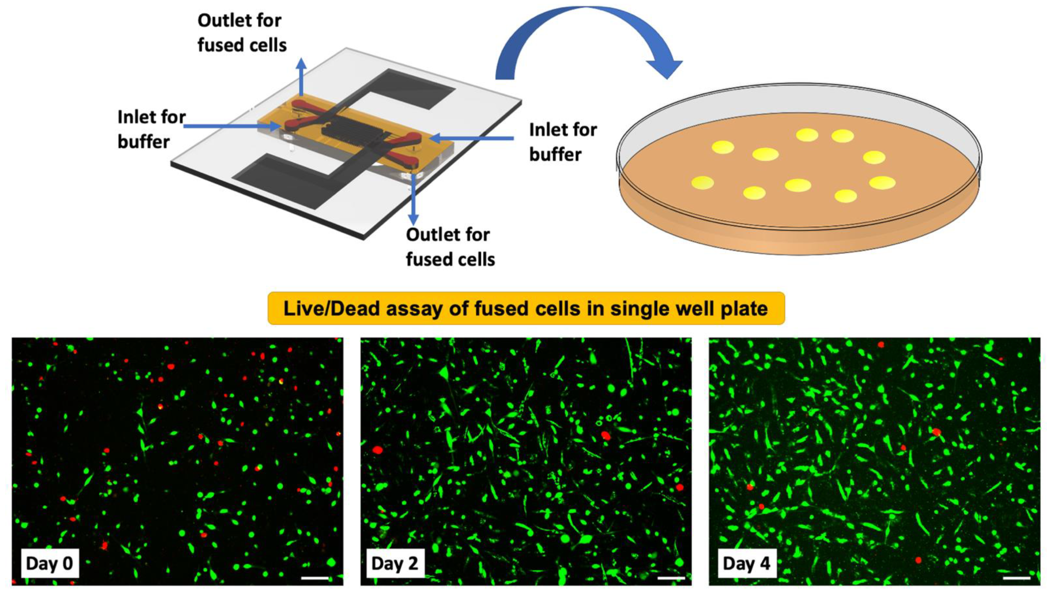 Cells 10 02855 g007