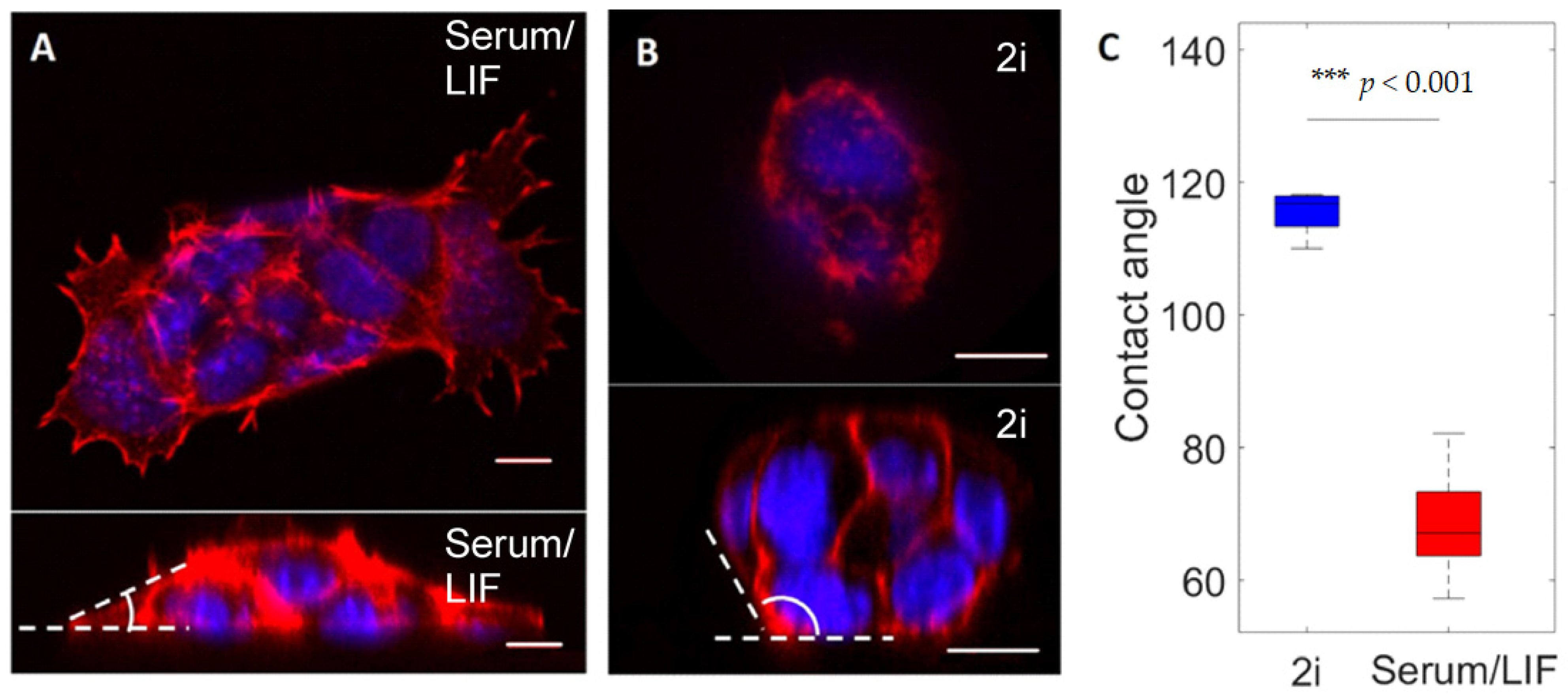 Cells 10 02859 g002