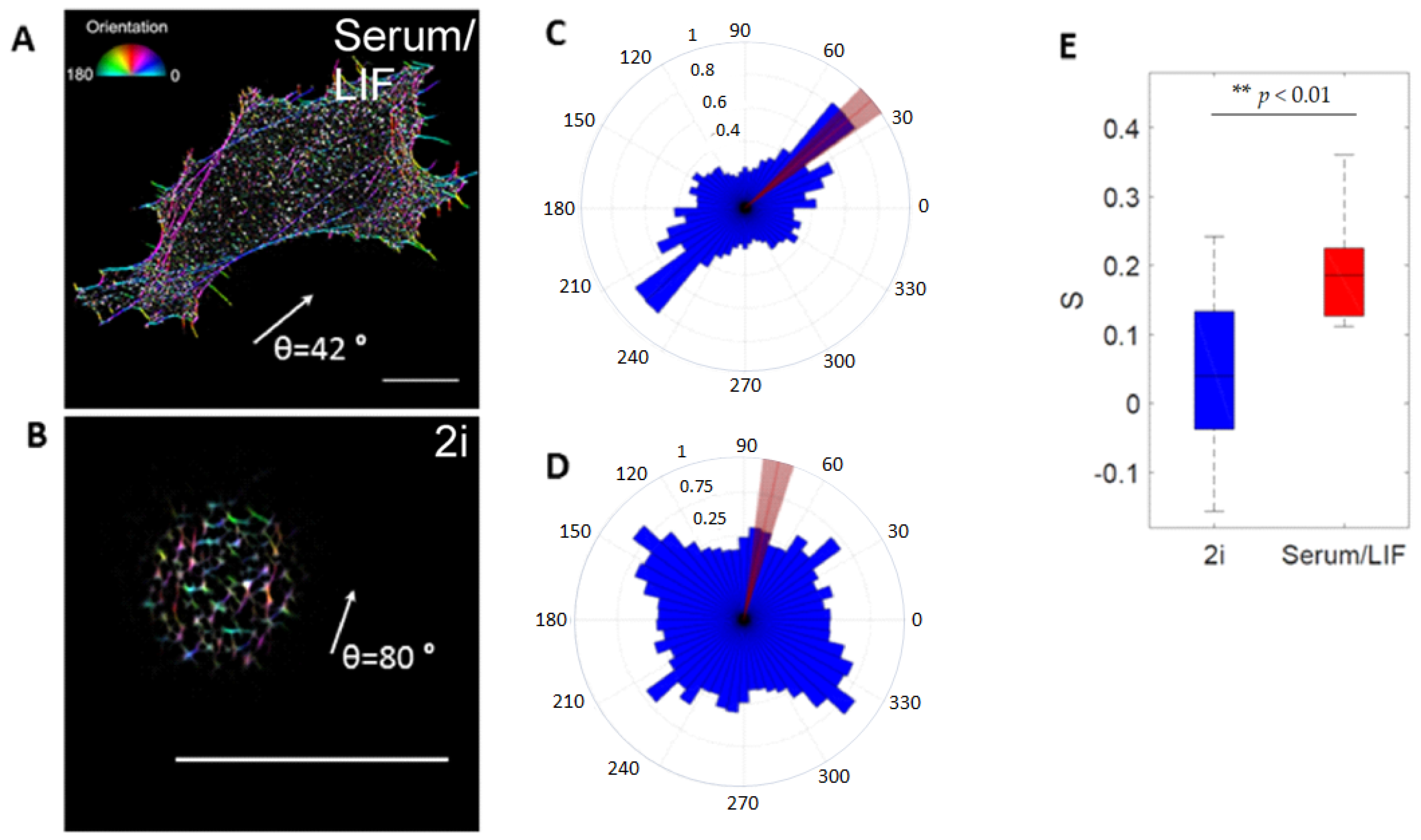 Cells 10 02859 g005