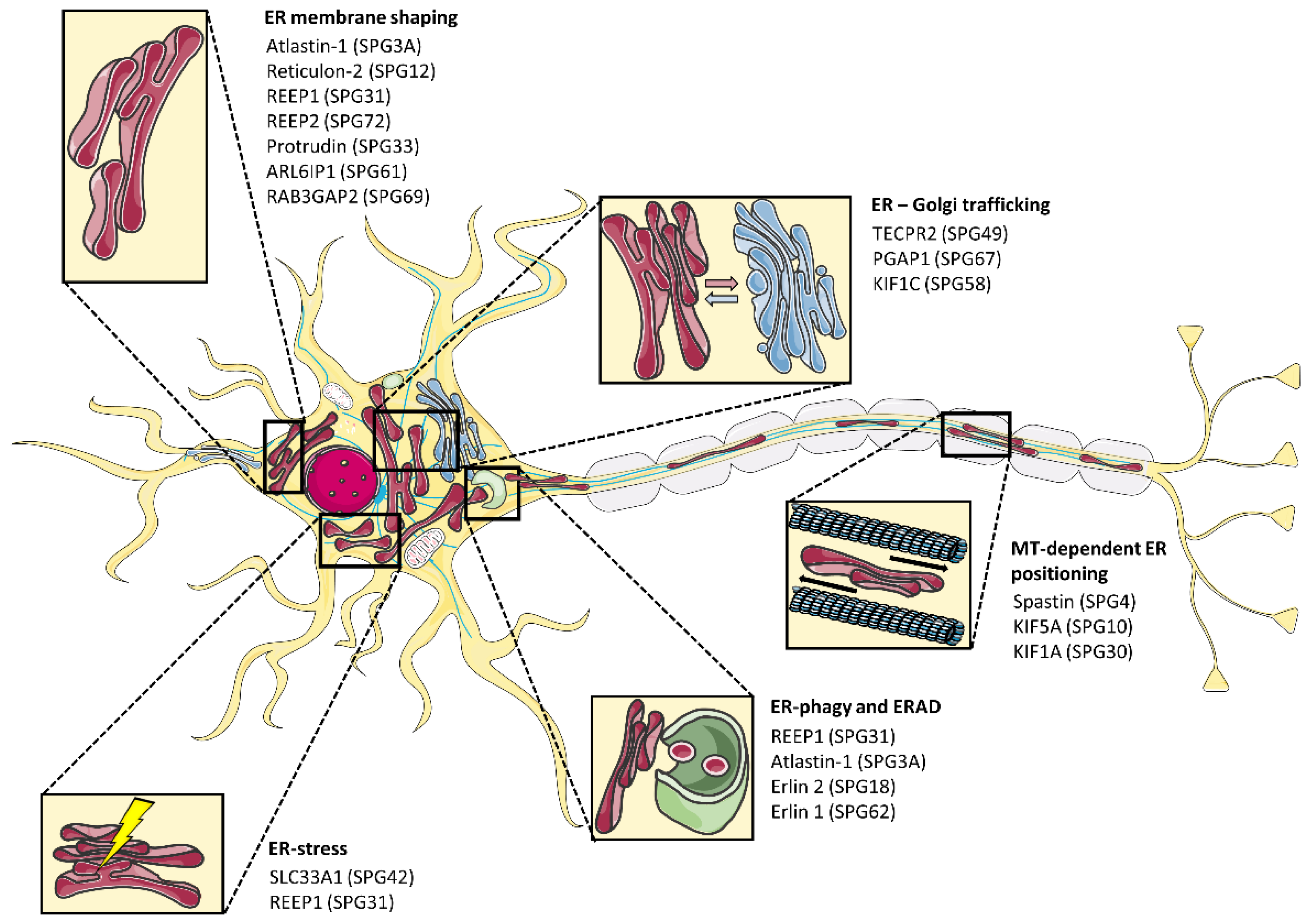 Cells | Free Full-Text | ER Morphology in the Pathogenesis of Hereditary  Spastic Paraplegia