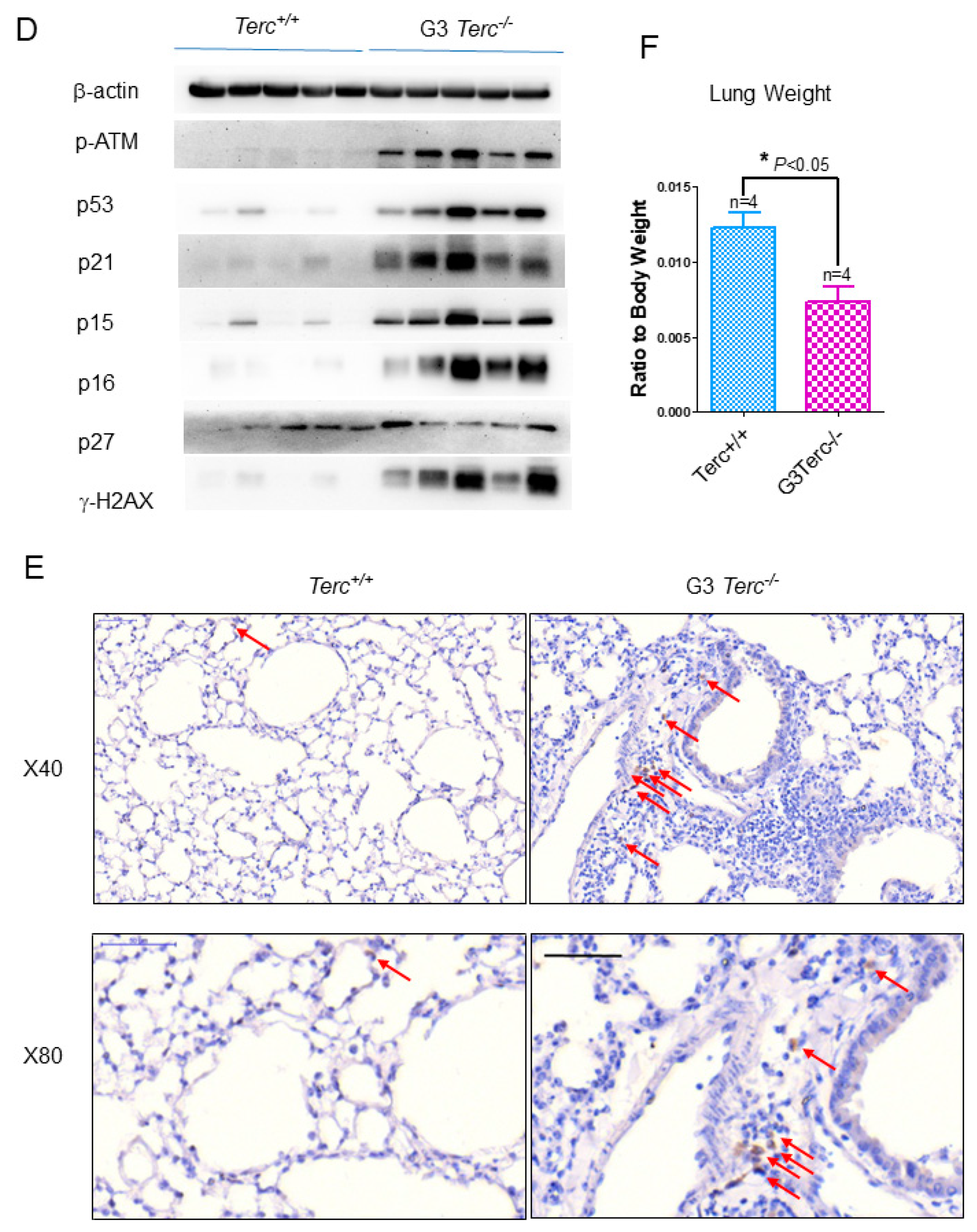 Cells 10 02892 g002b