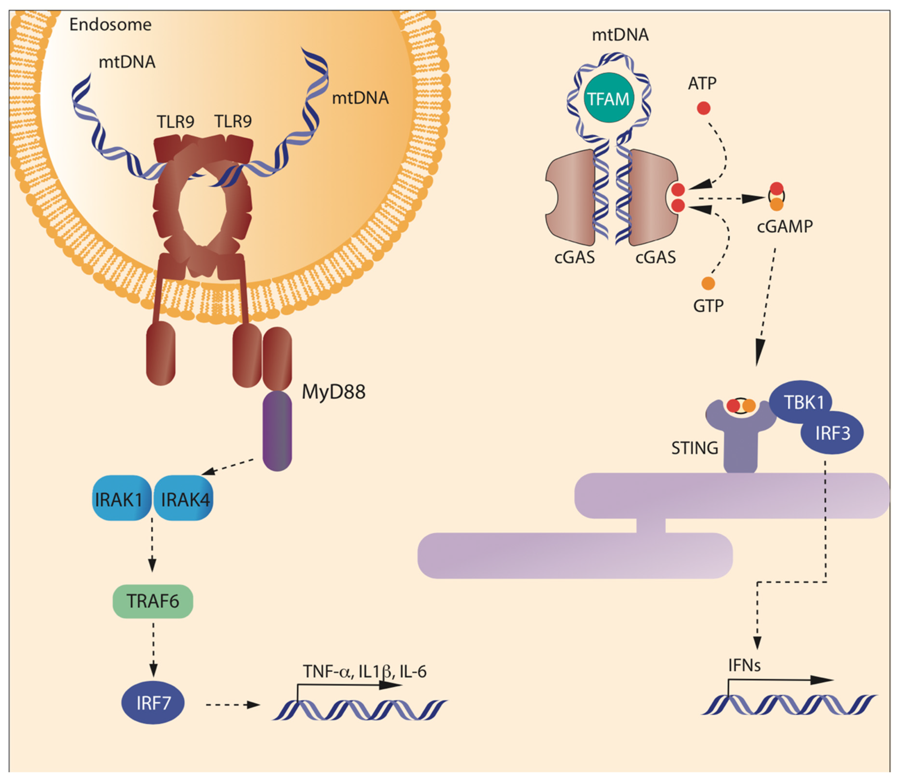 Cells | Free Full-Text | Molecular Mechanisms of mtDNA-Mediated Inflammation