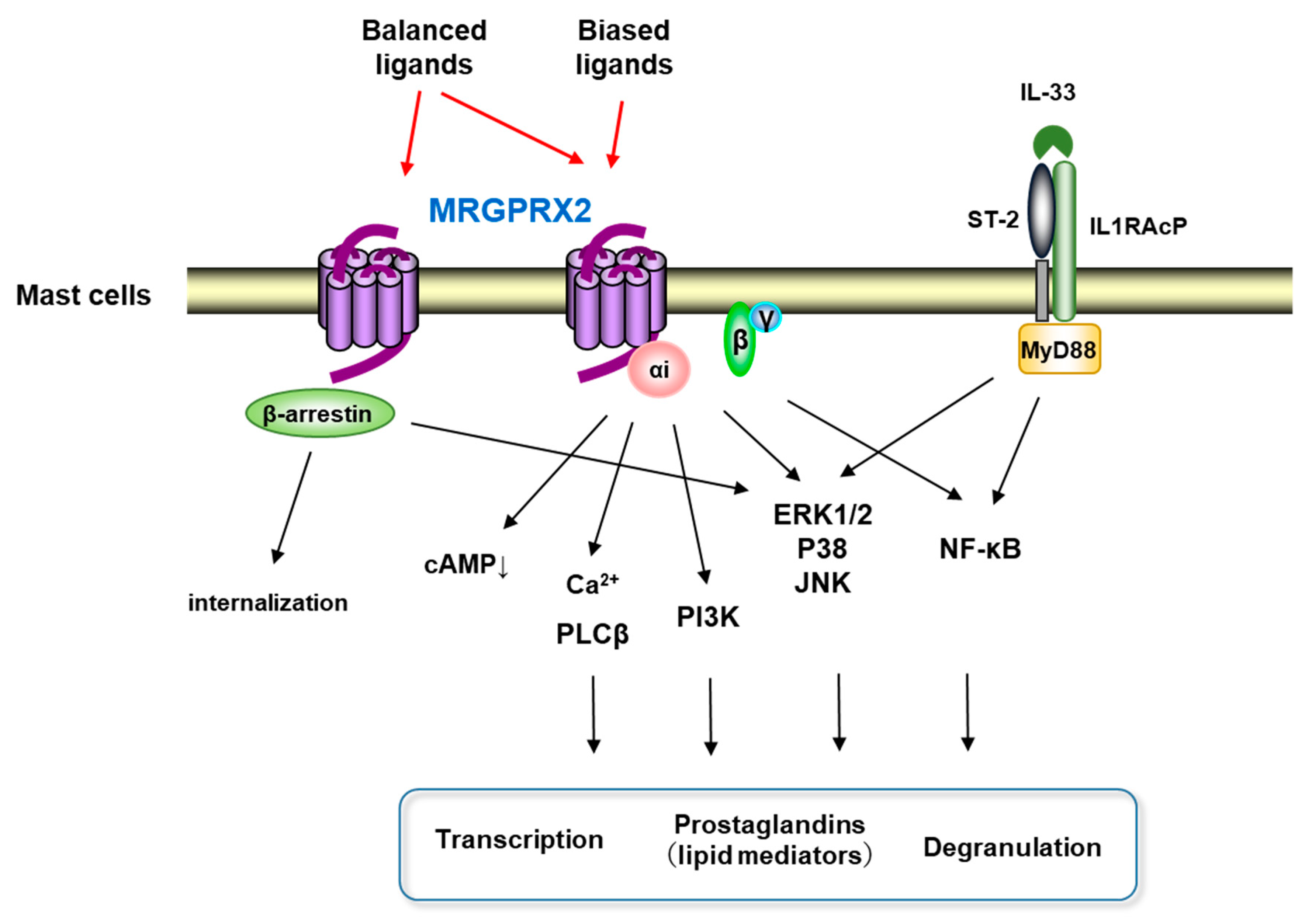 Cells | Free Full-Text | Therapeutic Potential of MRGPRX2 Inhibitors on  Mast Cells