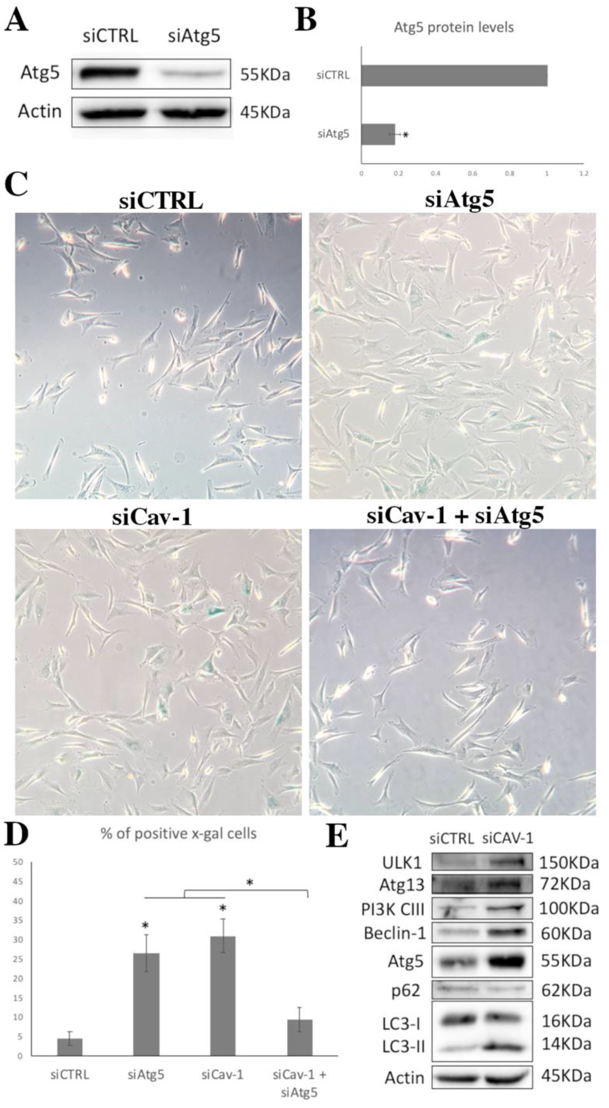 Cells 10 02939 g008 Cells 10 02939 g008