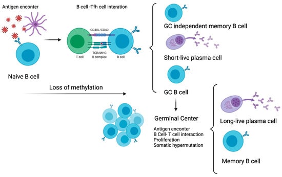 Cells | Free Full-Text | DNA Methylation and Immune Memory Response