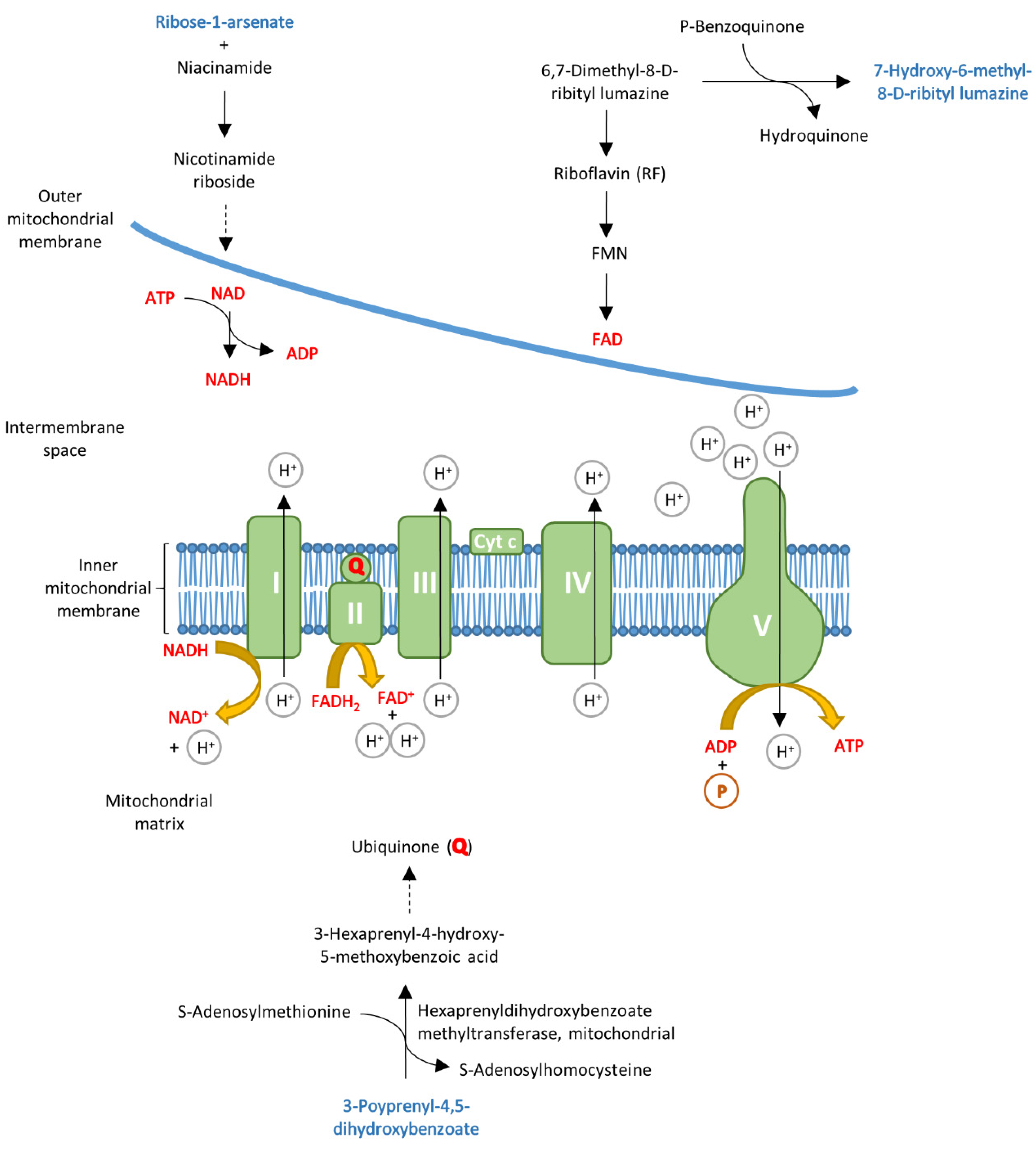 Cells 10 02950 g005 Cells 10 02950 g005