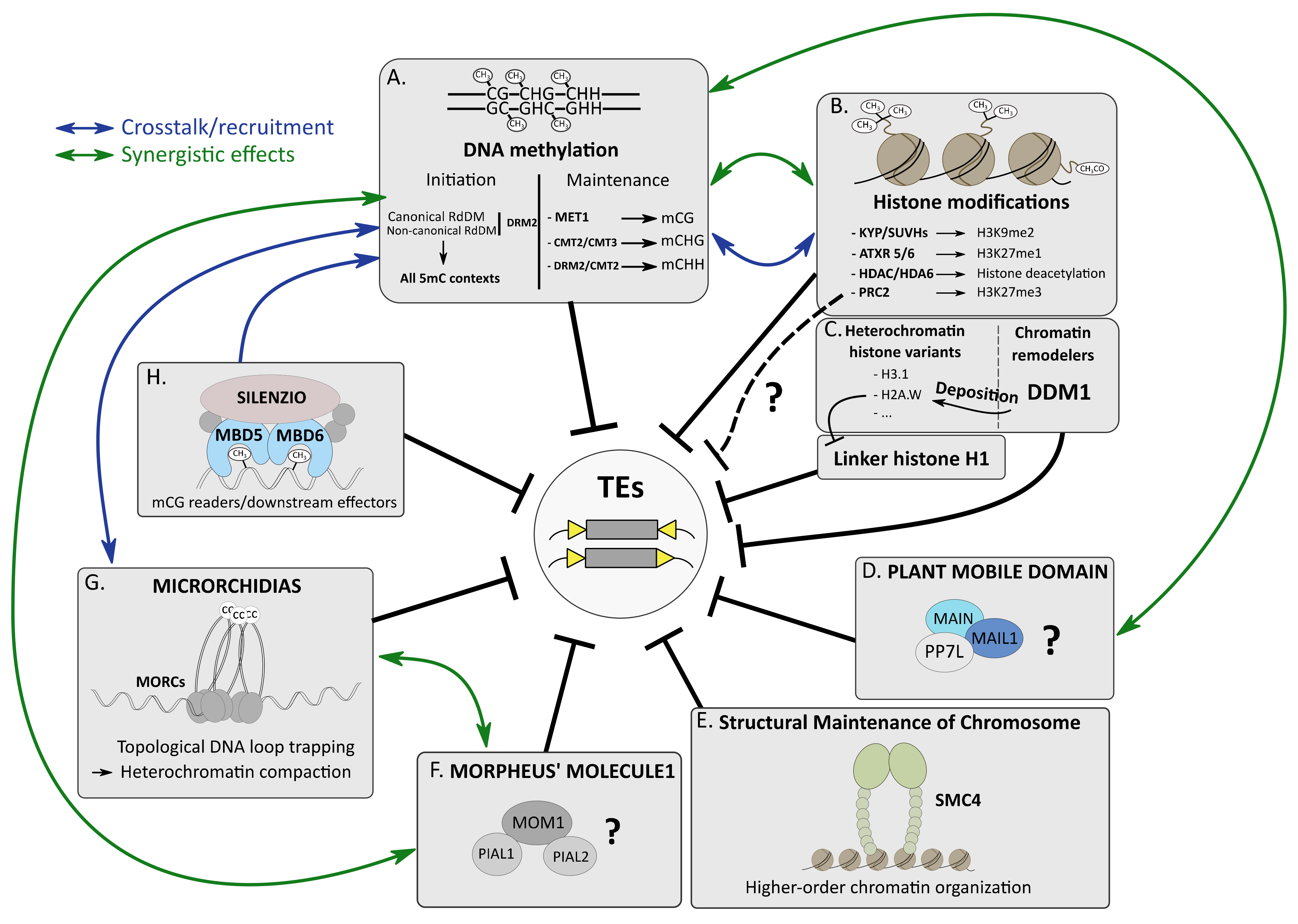 Cells | Free Full-Text | The Evolutionary Volte-Face of Transposable  Elements: From Harmful Jumping Genes to Major Drivers of Genetic Innovation  | HTML