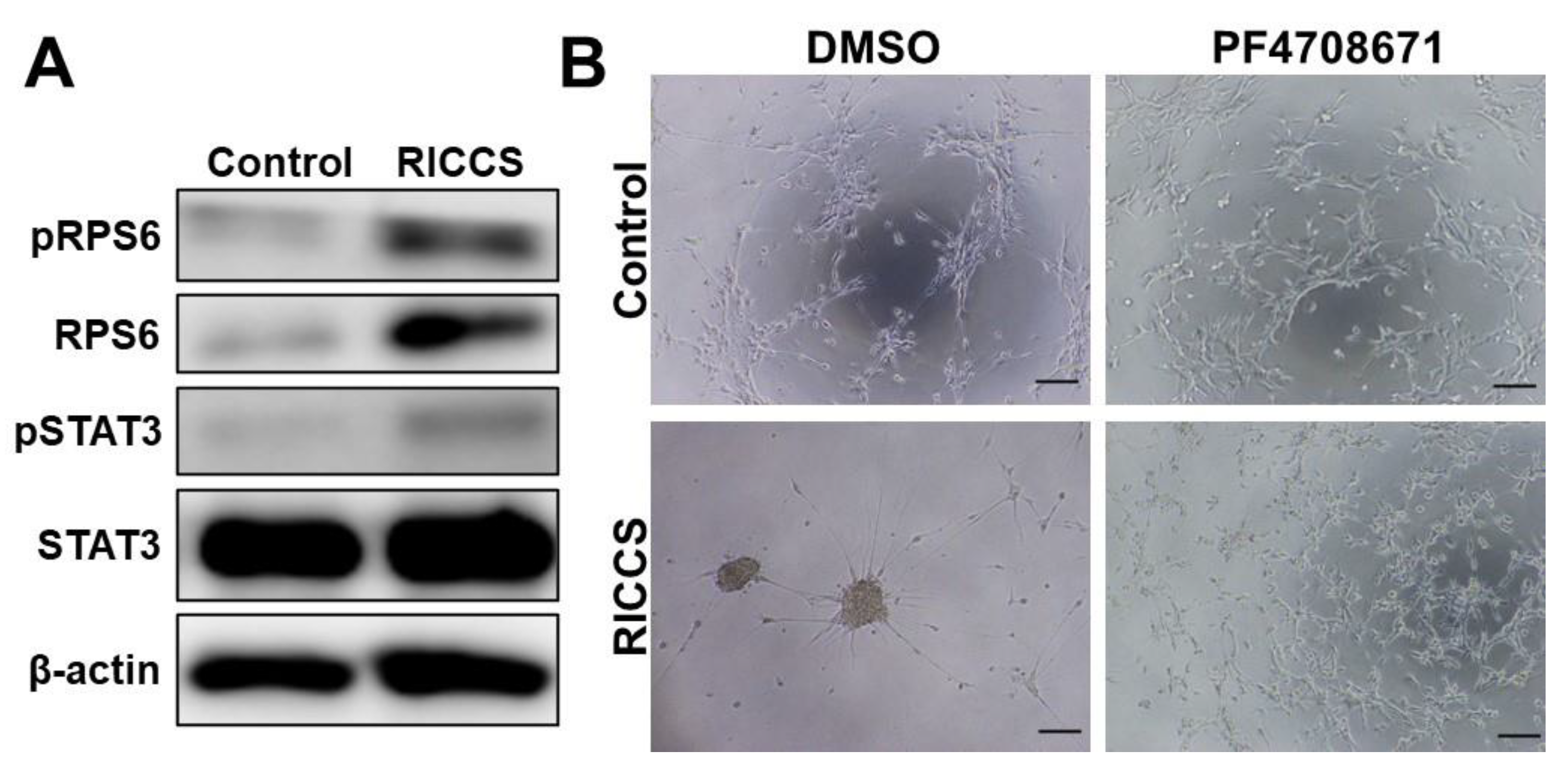 Cells 10 02970 g002