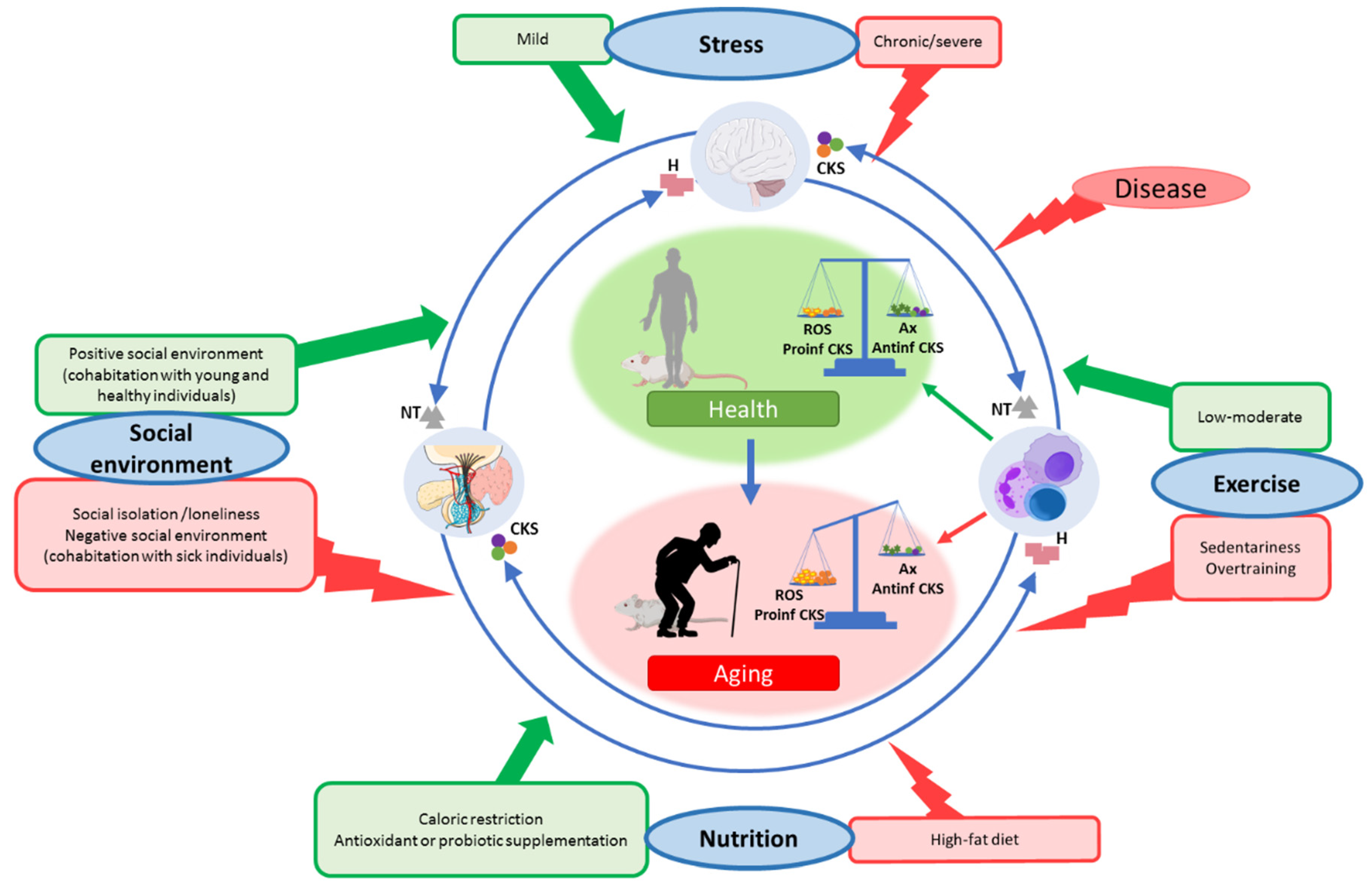 Cells | Free Full-Text | The Role of Immune Cells in Oxi-Inflamm-Aging