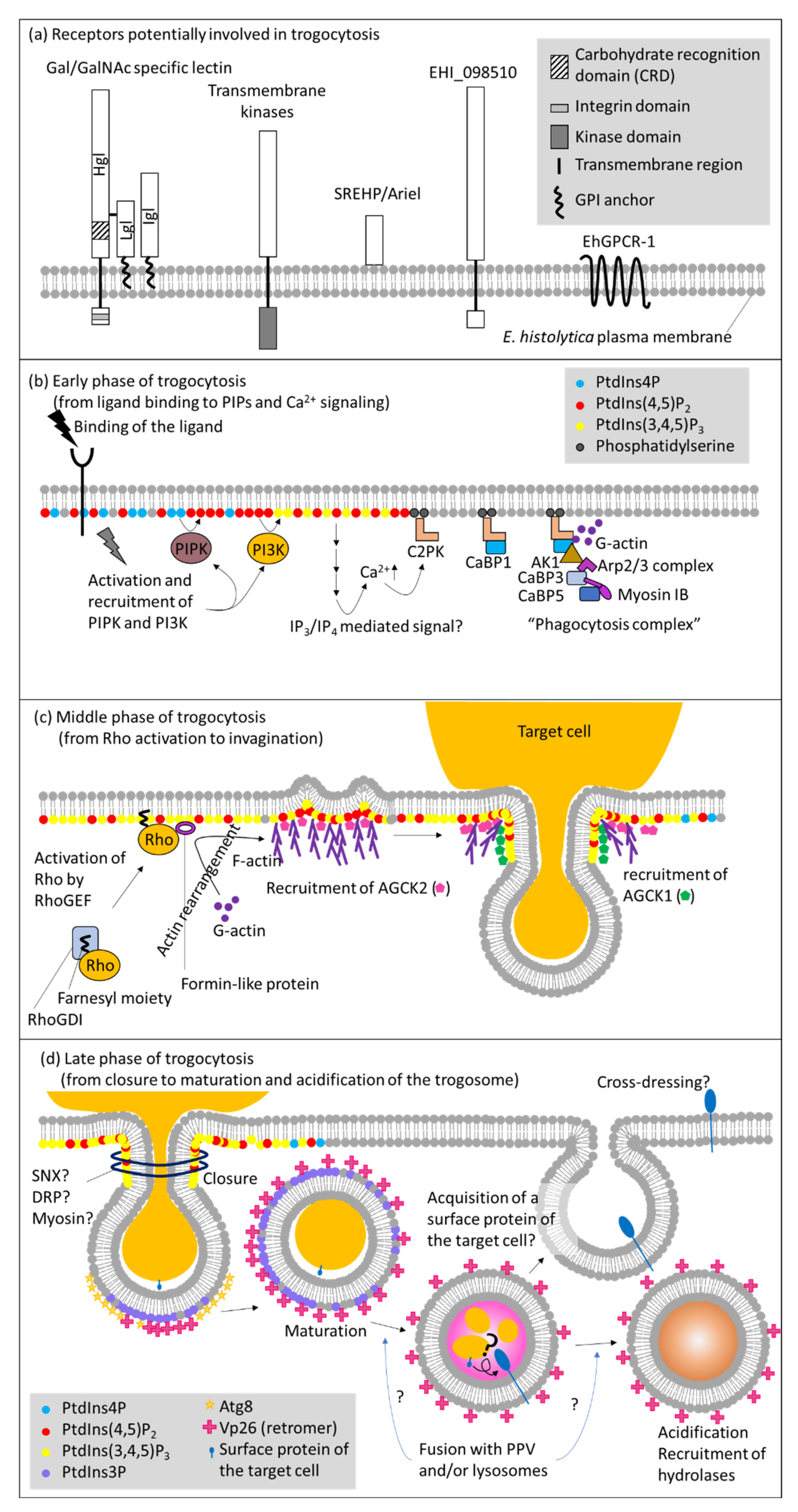Cells 10 02975 g001 Cells 10 02975 g001