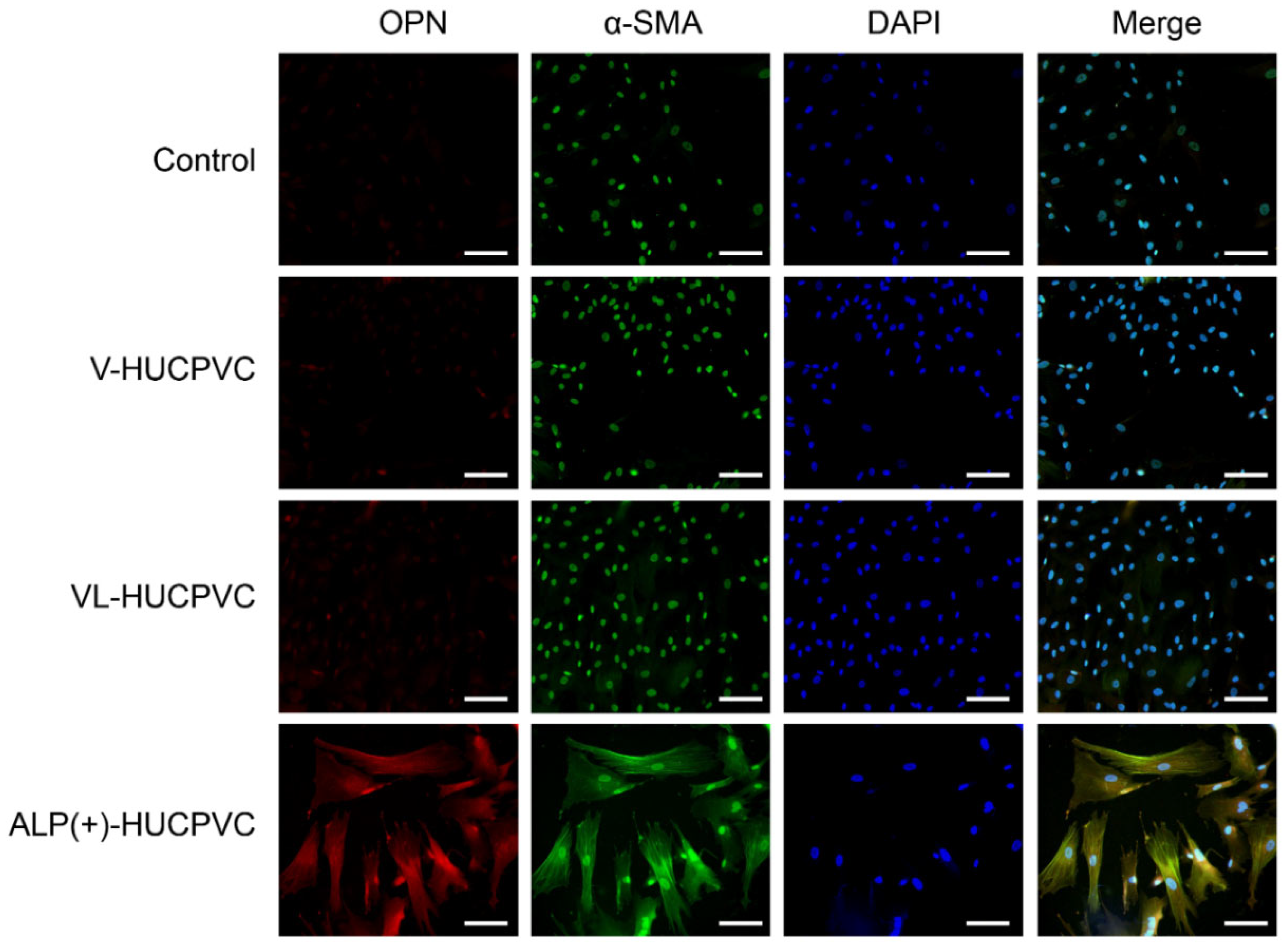 Cells 10 03011 g007