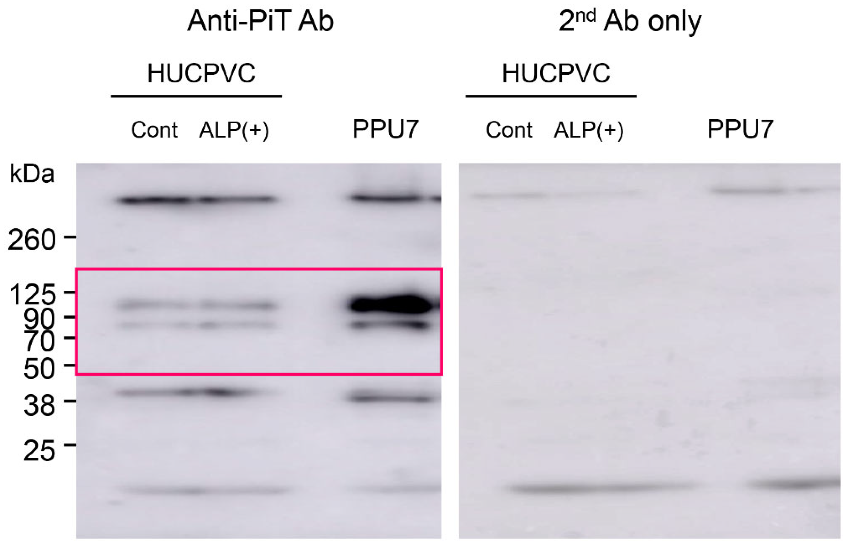 Cells 10 03011 g0a2