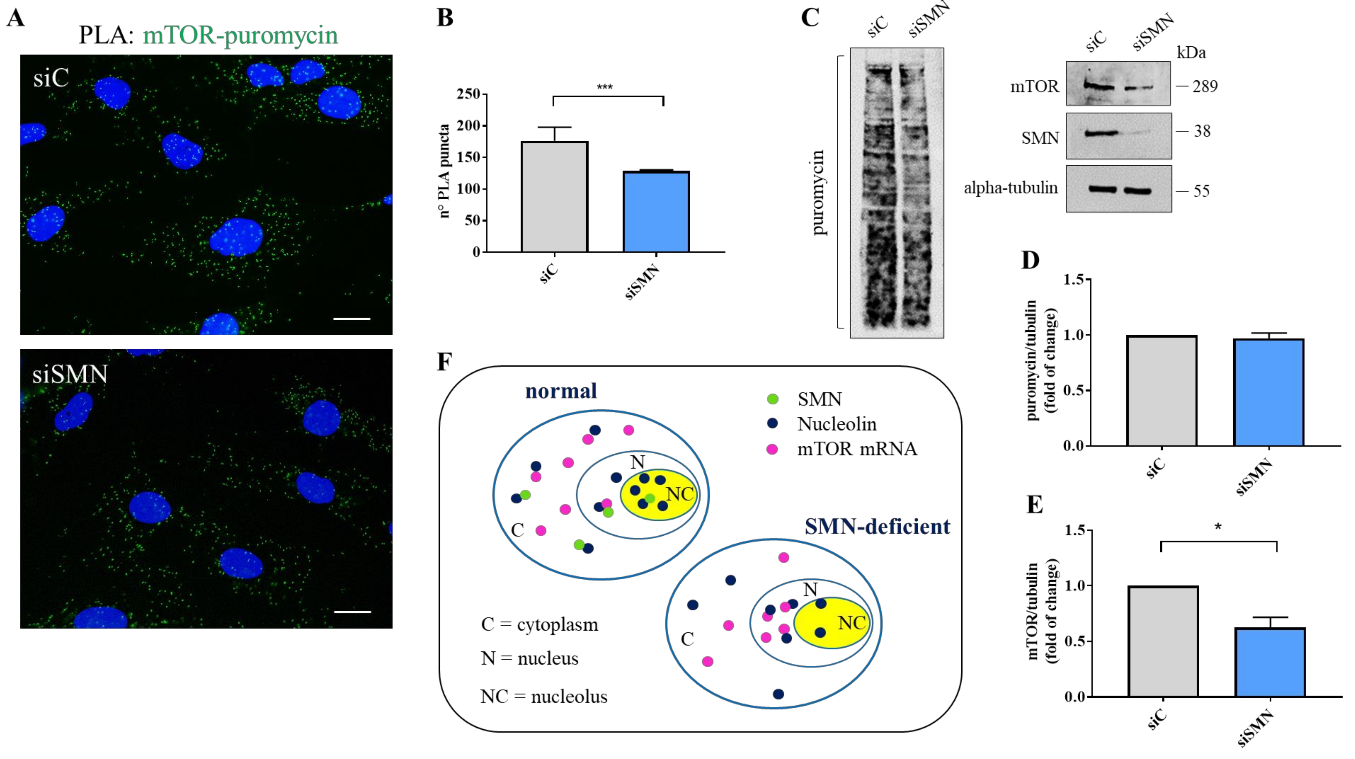 Cells 10 03015 g005 Cells 10 03015 g005