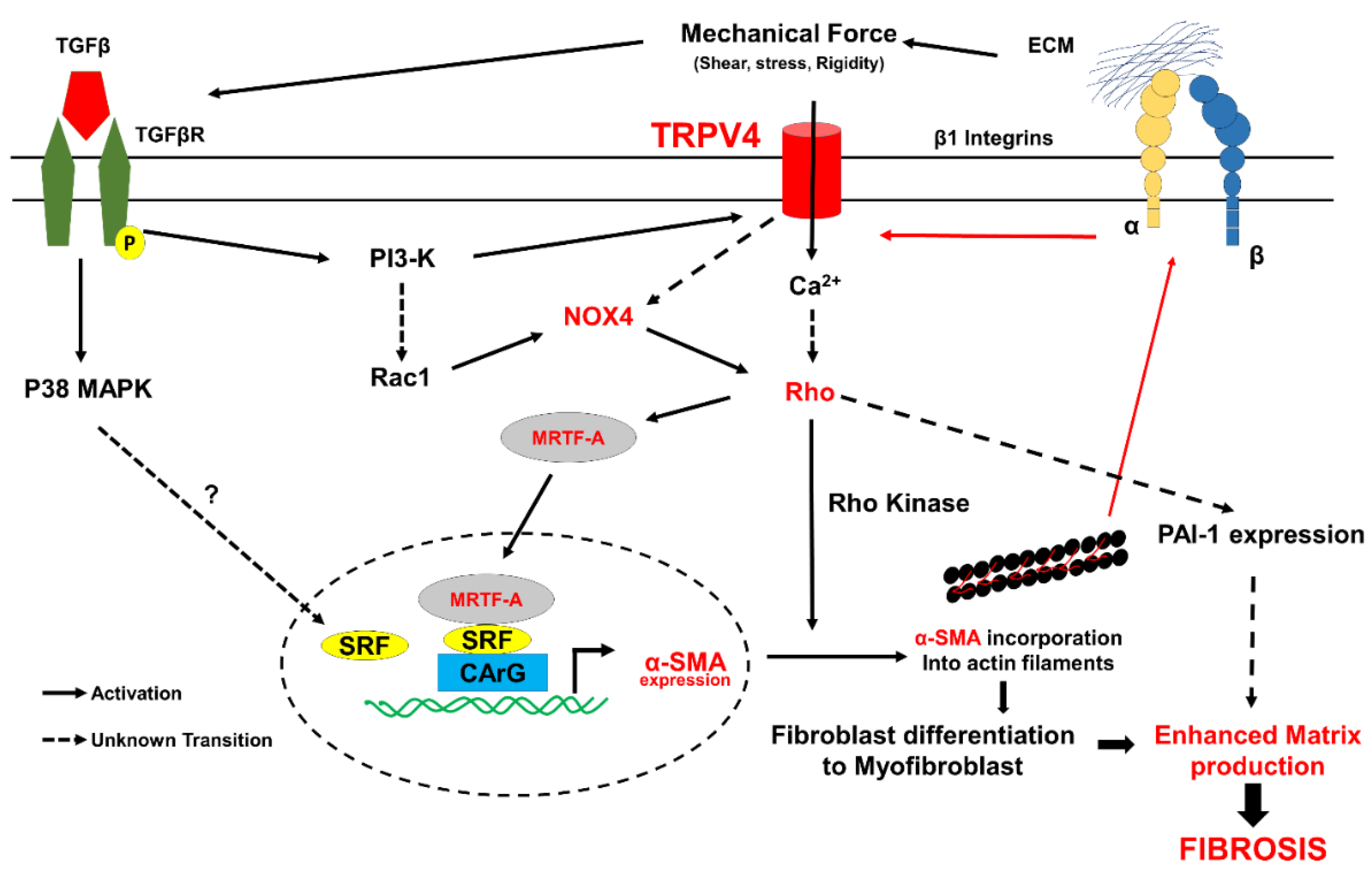 Cells | Free Full-Text | TRPV4 Mechanotransduction in Fibrosis