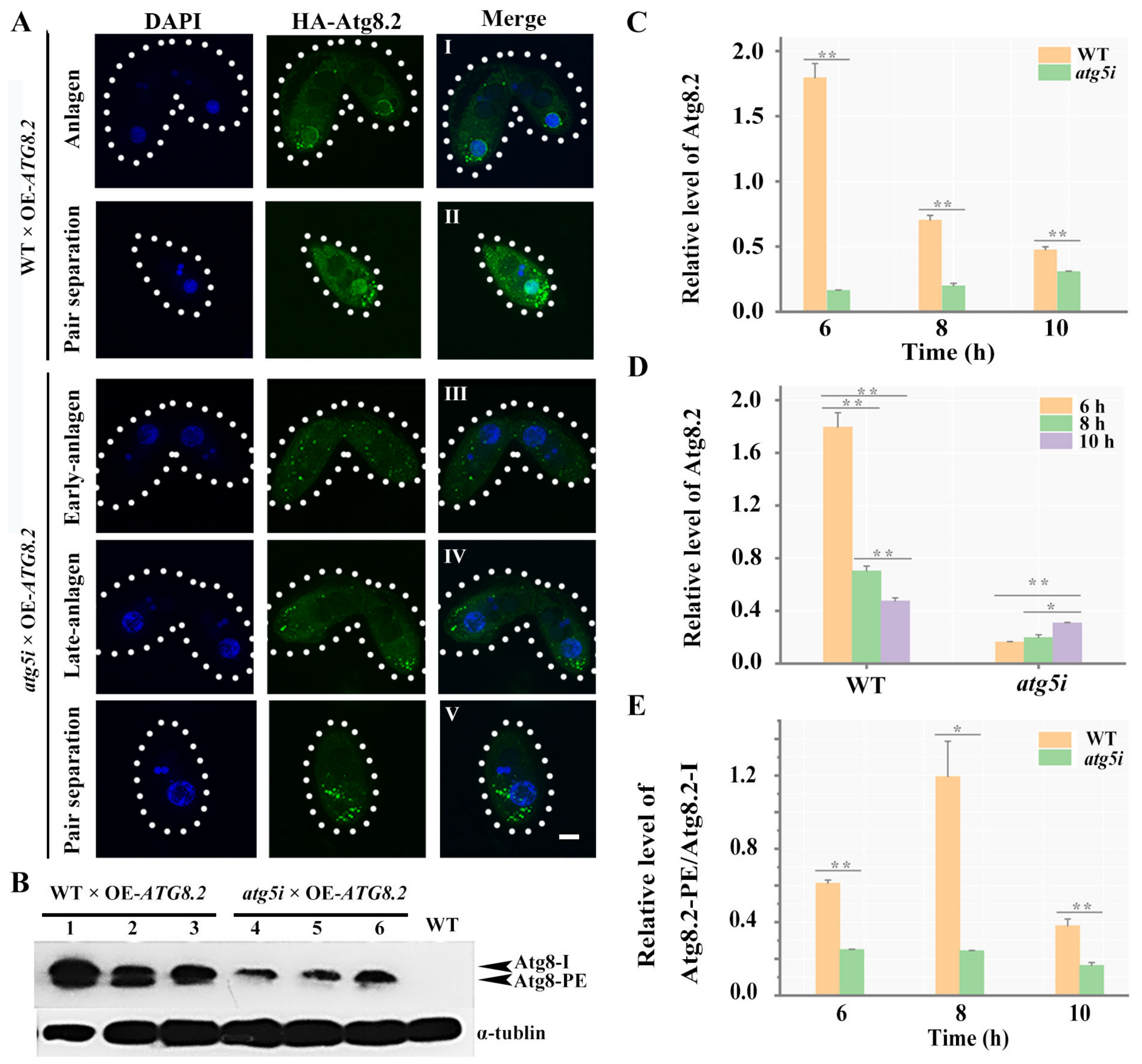 Cells 10 03071 g008