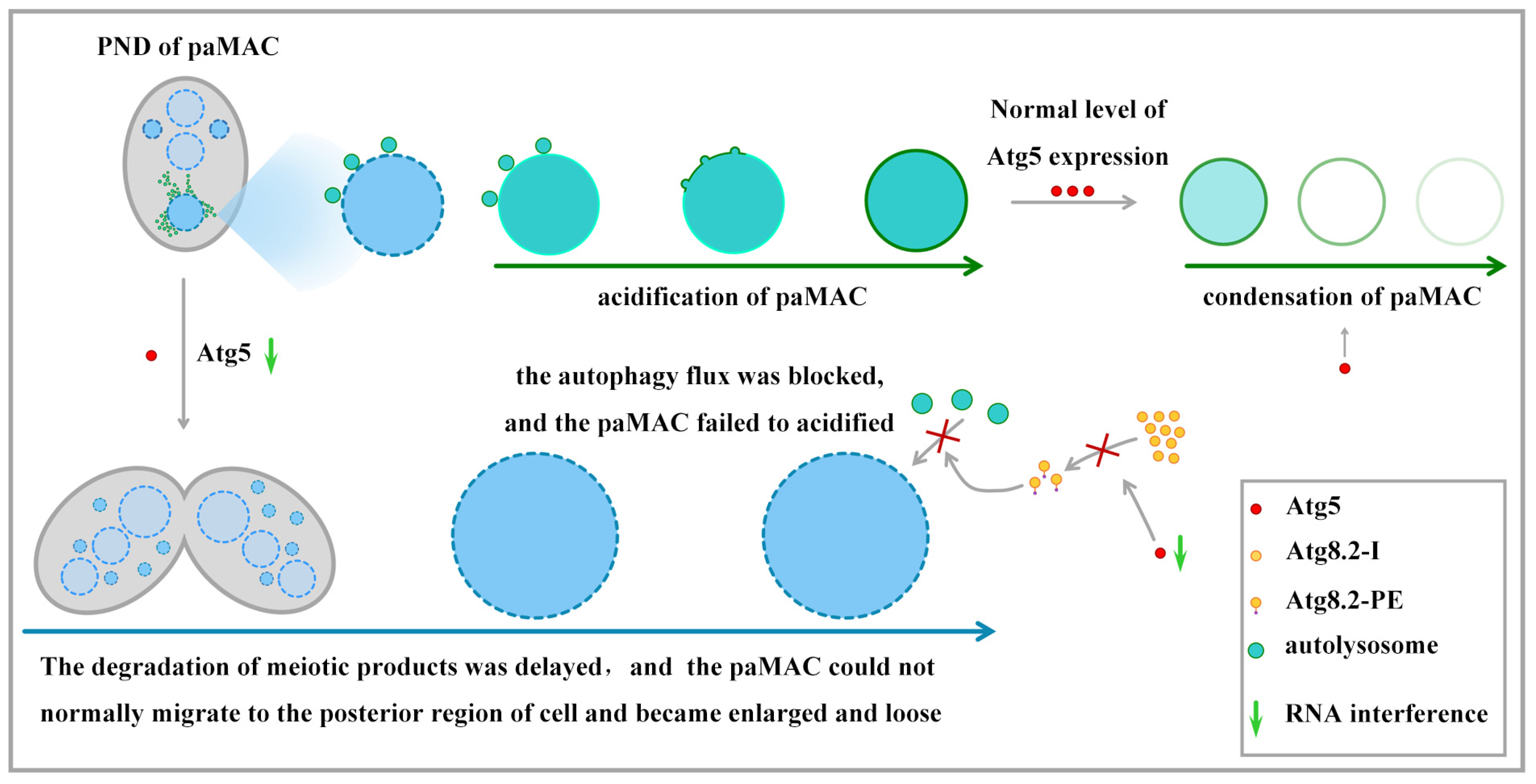 Cells 10 03071 g009