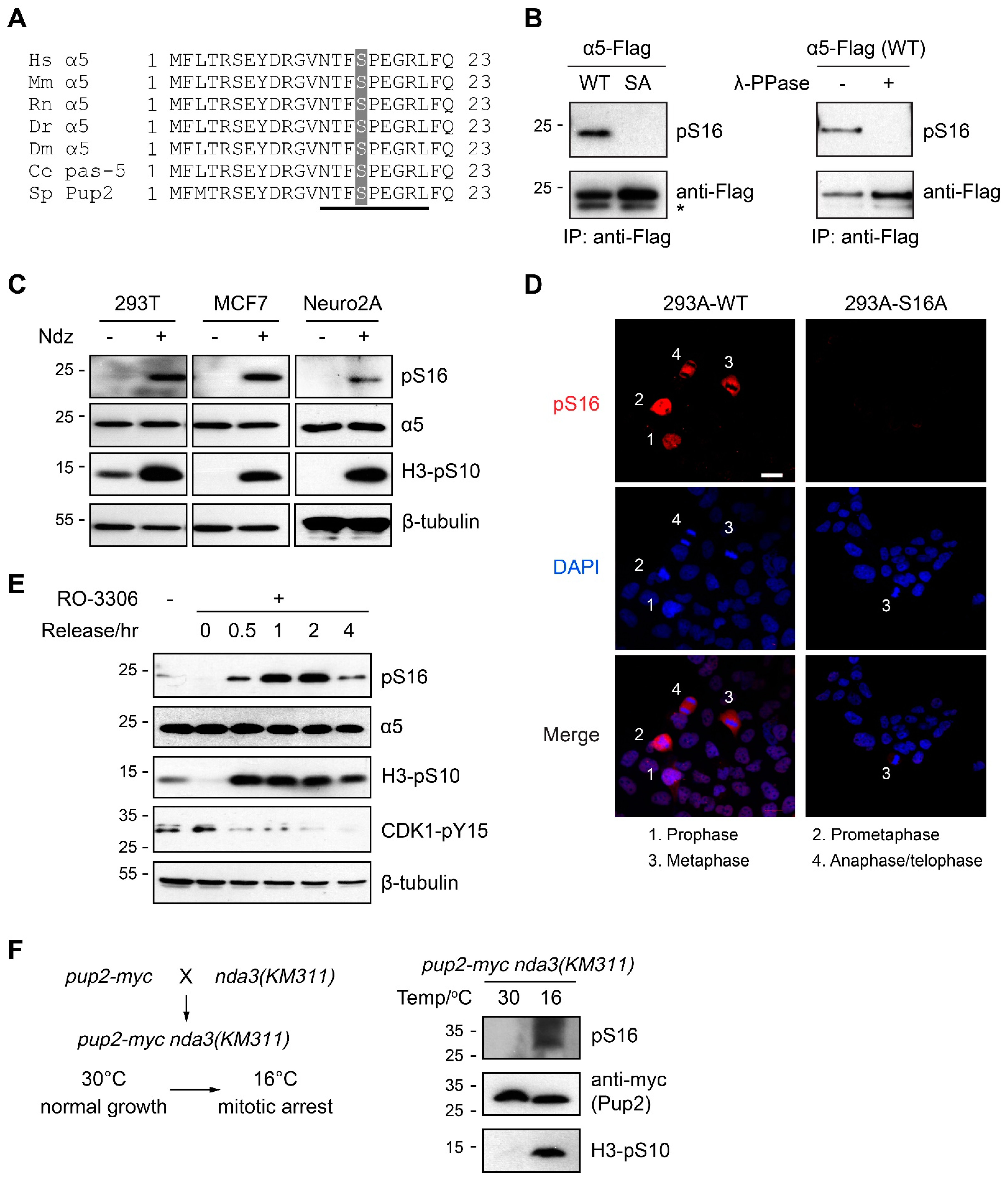 Cells 10 03075 g001