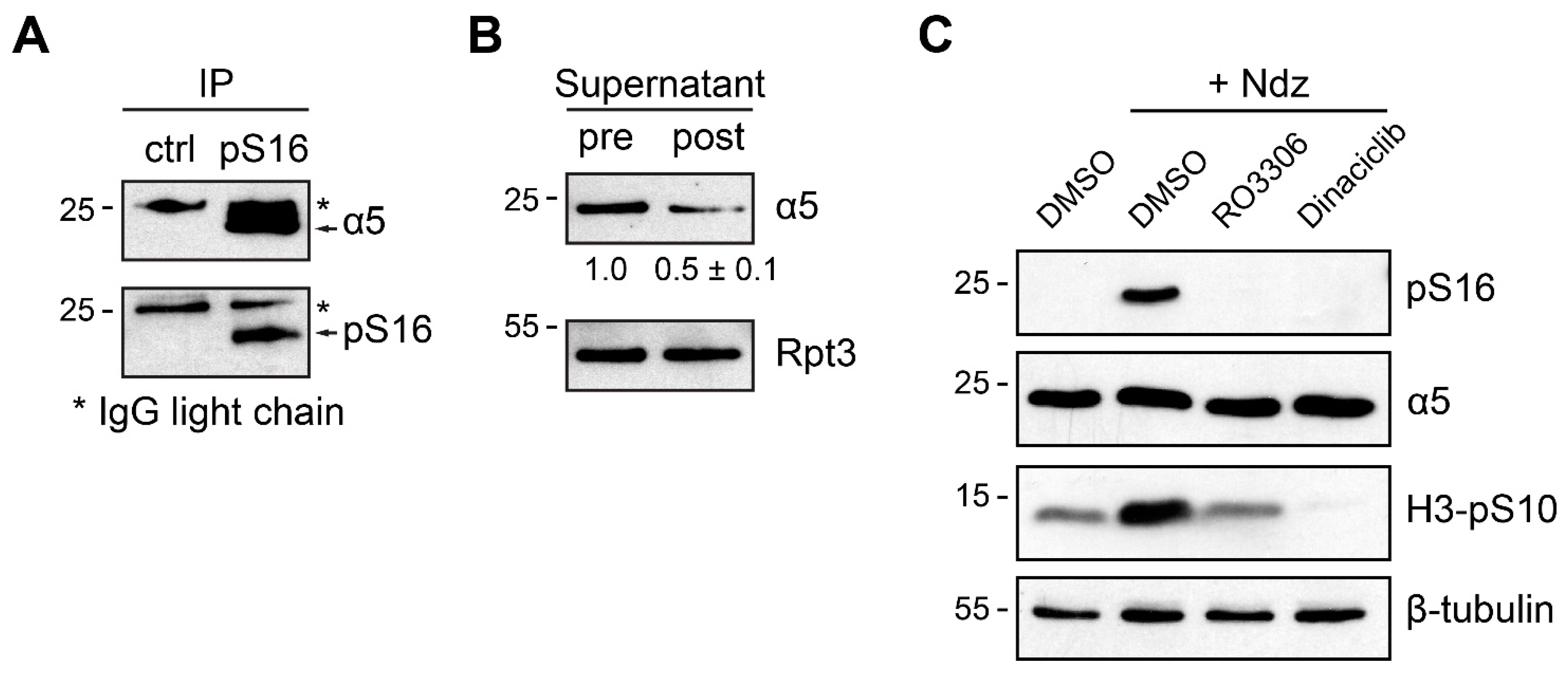 Cells 10 03075 g002